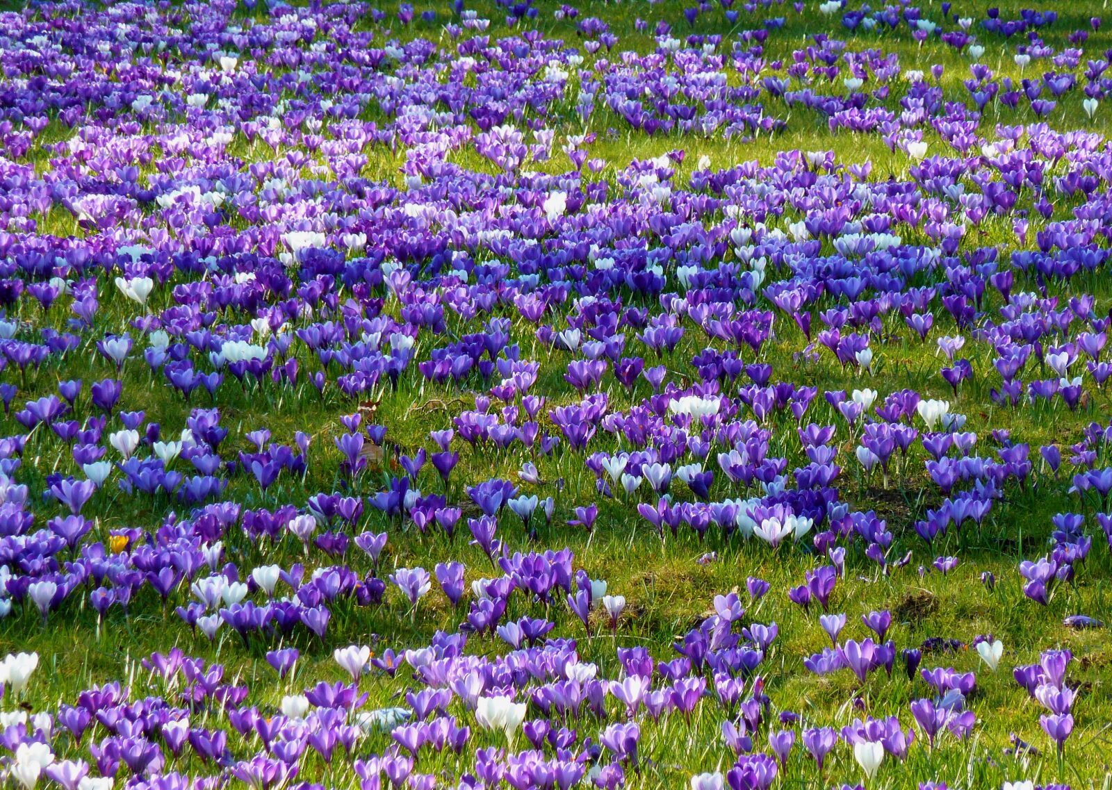 Panasonic DMC-TZ7 sample photo. Crocus, spring, spring crocus photography