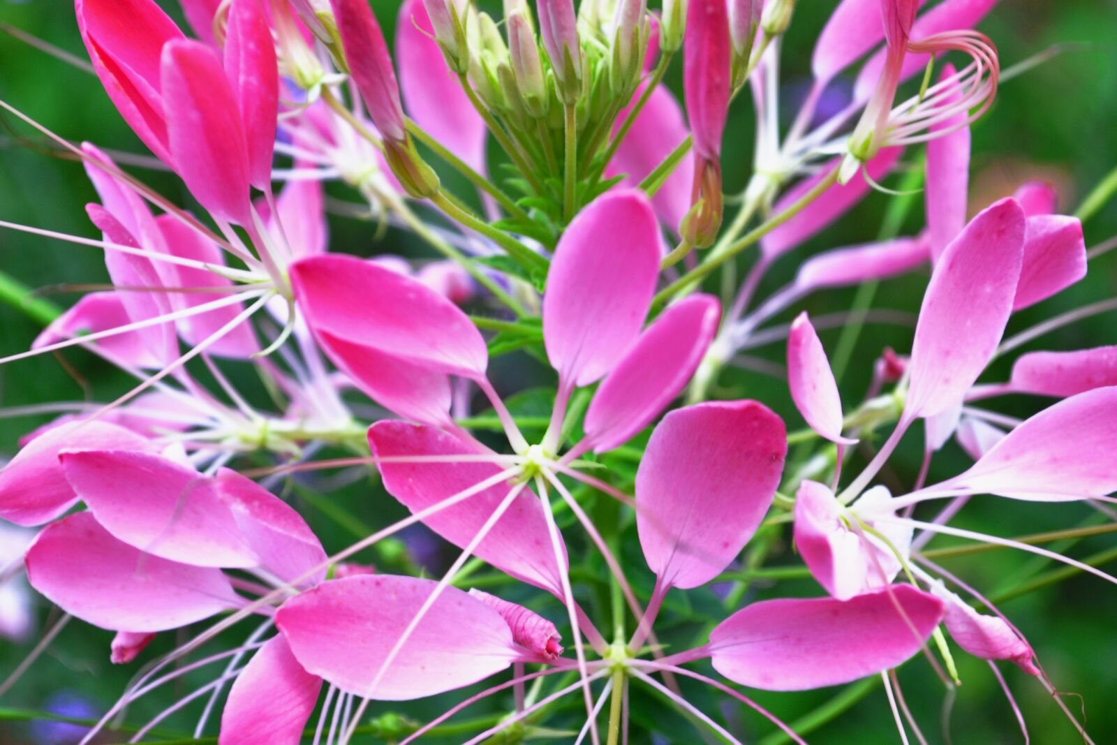 Nikon D3100 sample photo. Blossom, bloom, pink photography