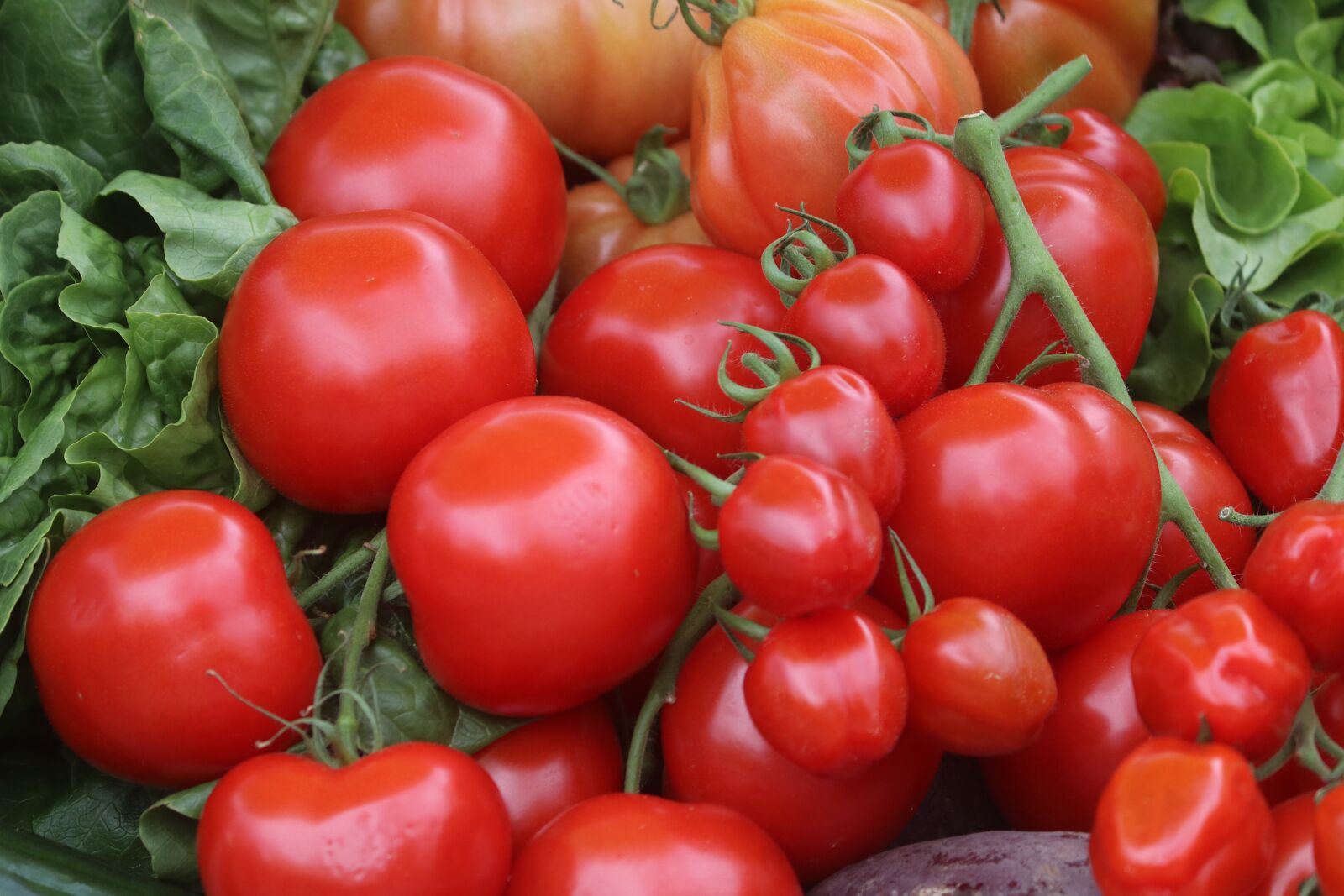 Canon EOS 80D sample photo. Tomatoes, healthy, vegetables photography