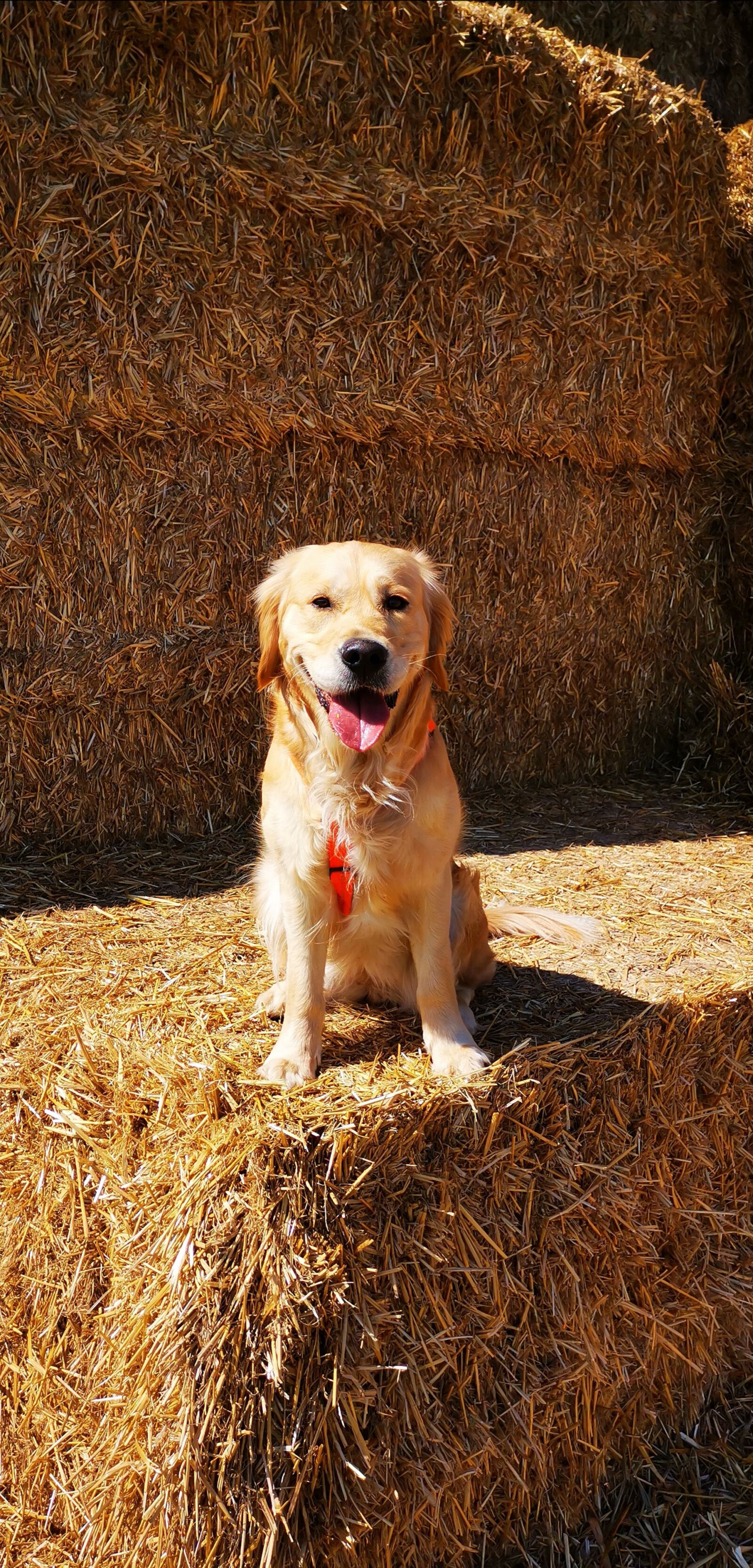 HUAWEI HMA-L29 sample photo. Bitch, golden retriever, young photography