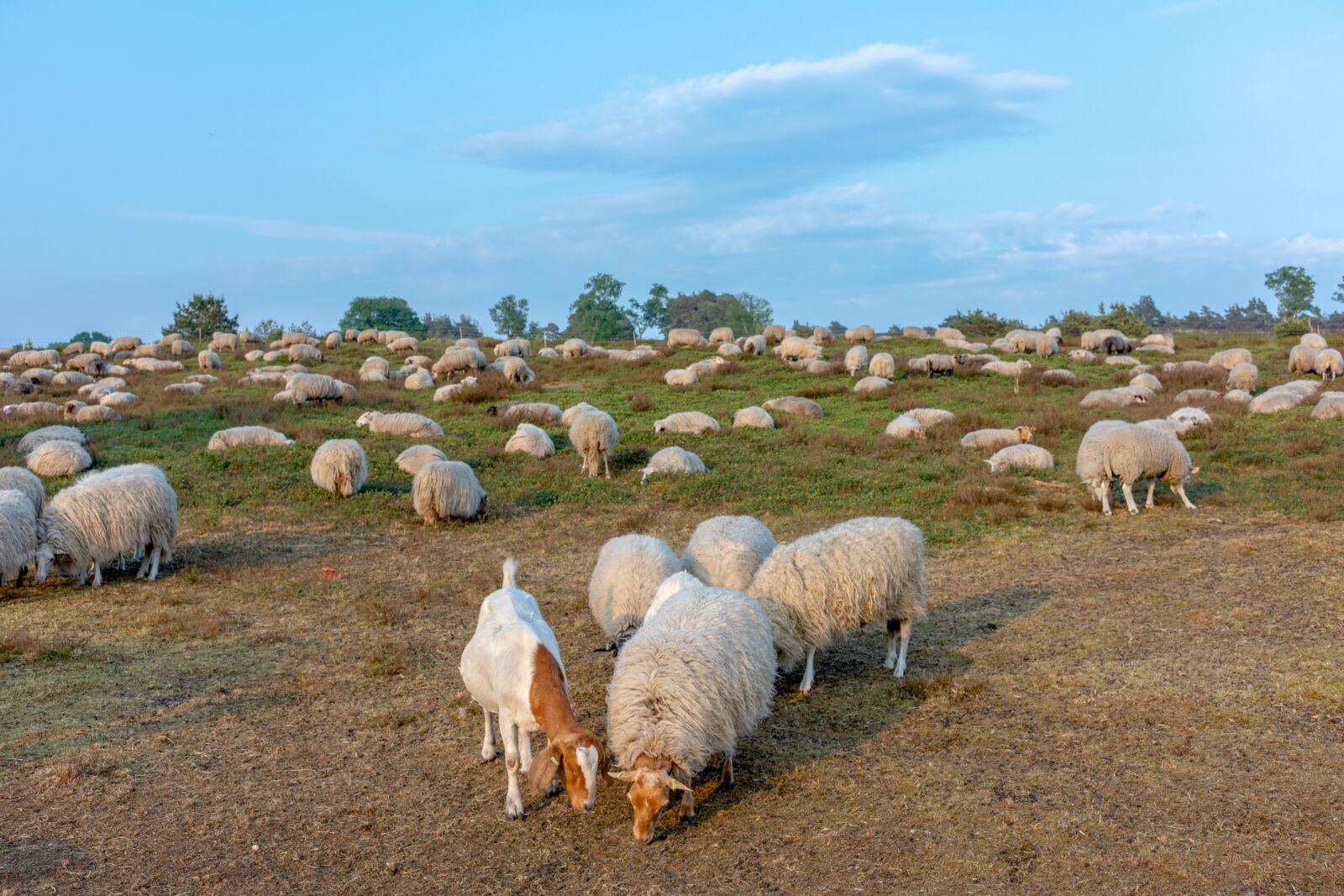 Nikon D7200 sample photo. Sheep, herd, heide photography