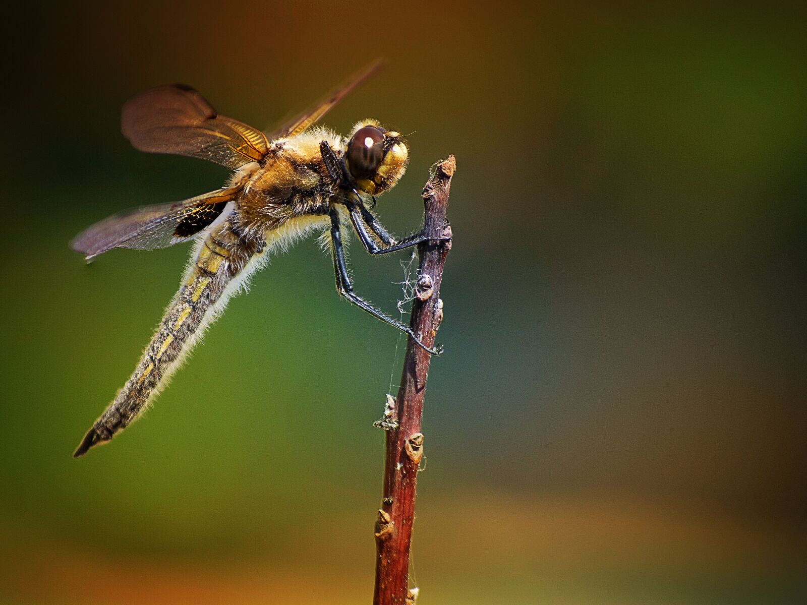 Nikon D3300 sample photo. Insect, dragonfly, nature photography
