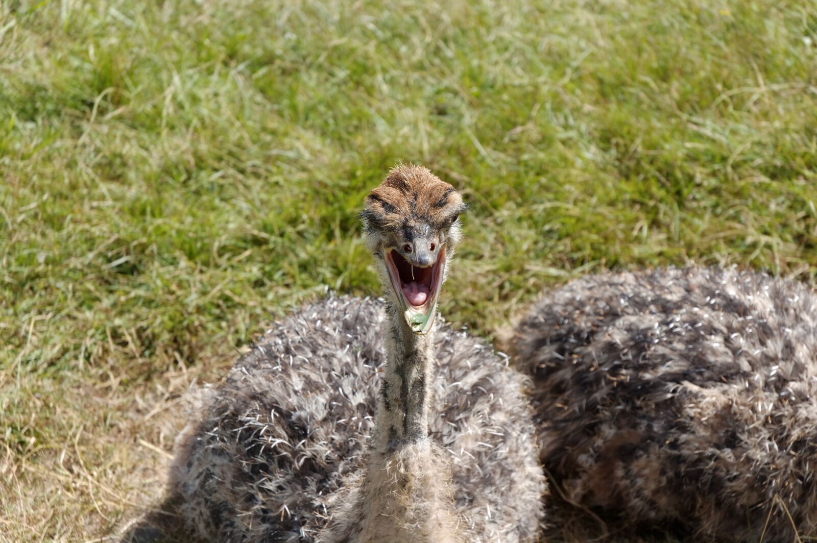 Nikon D40 sample photo. Ostrich, animal, baby photography