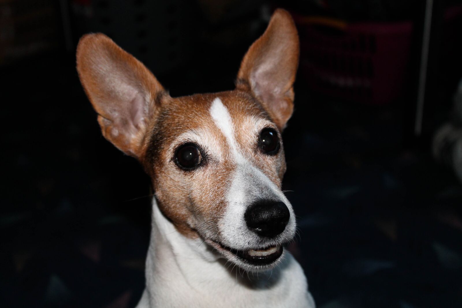 Canon EOS 1100D (EOS Rebel T3 / EOS Kiss X50) sample photo. Jack russell, terrier, dog photography