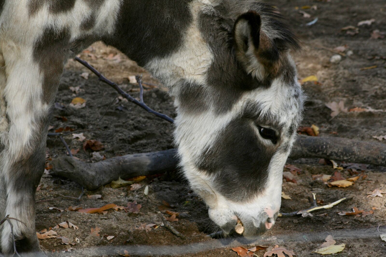 Canon EOS 400D (EOS Digital Rebel XTi / EOS Kiss Digital X) sample photo. Donkey, pet, ungulate photography