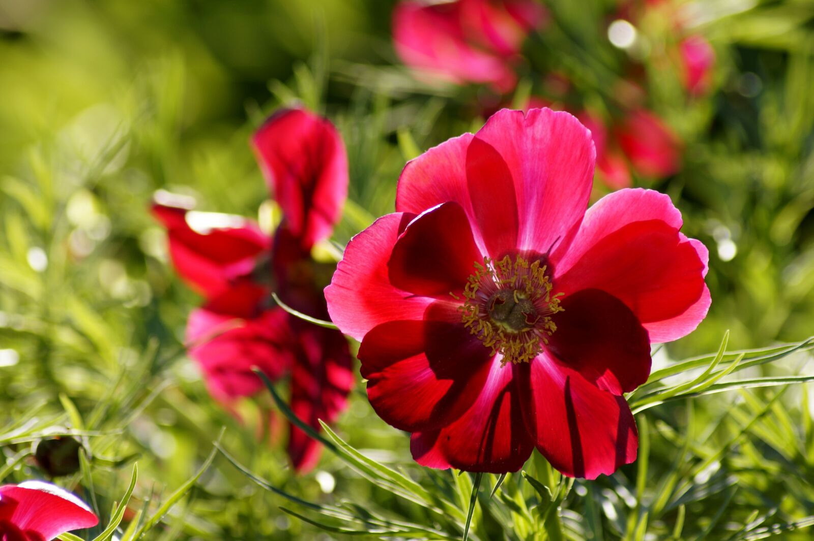 Sony SLT-A58 sample photo. Anemone, red, red anemone photography