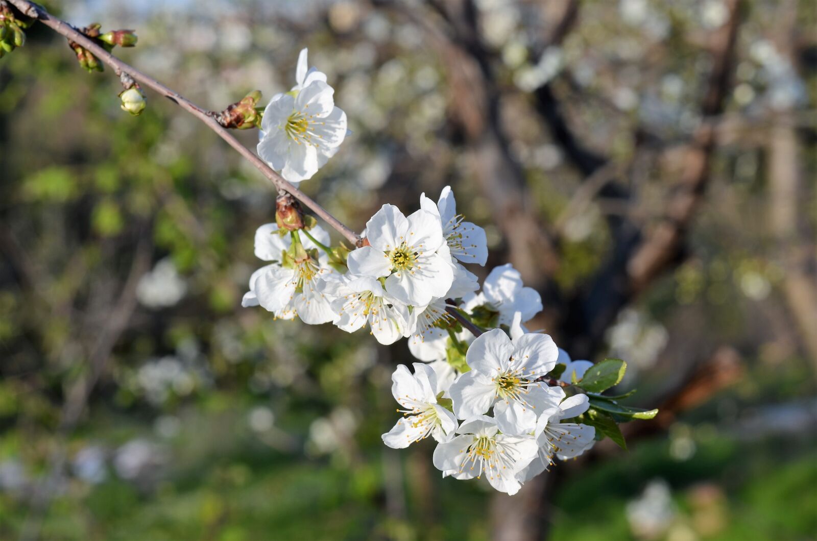 Nikon D5100 sample photo. Flower, macro, close-up photography
