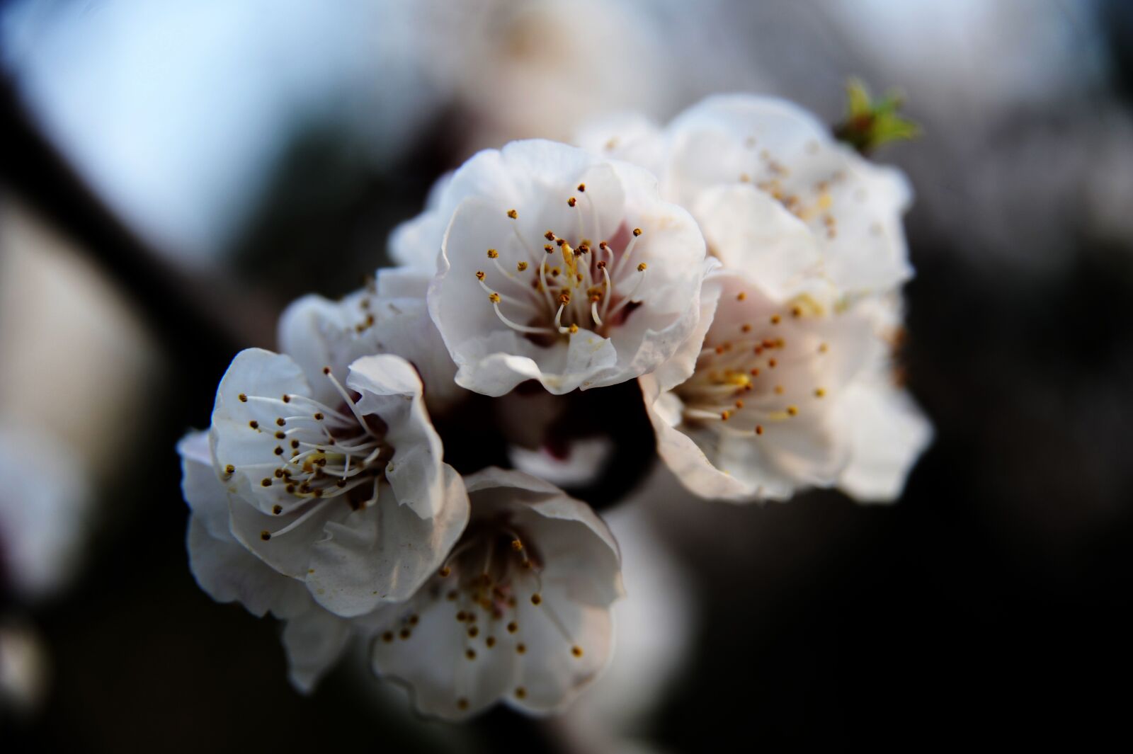 Nikon D700 sample photo. Apricot, open, flowers photography