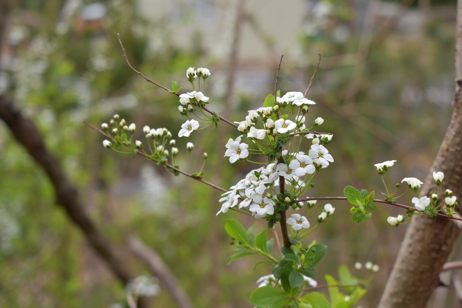 Nikon D750 sample photo. Meadowsweet flower, meadowsweet, wood photography