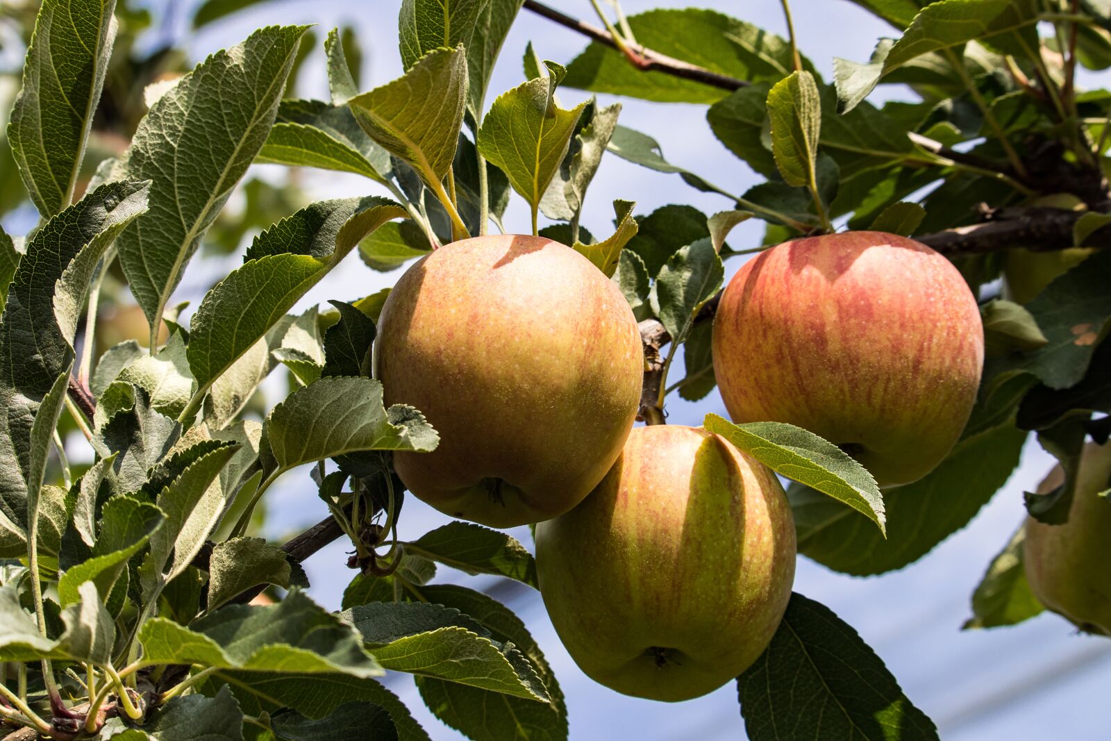 Canon EF-S 55-250mm F4-5.6 IS STM sample photo. Apple, apple tree, fruit photography