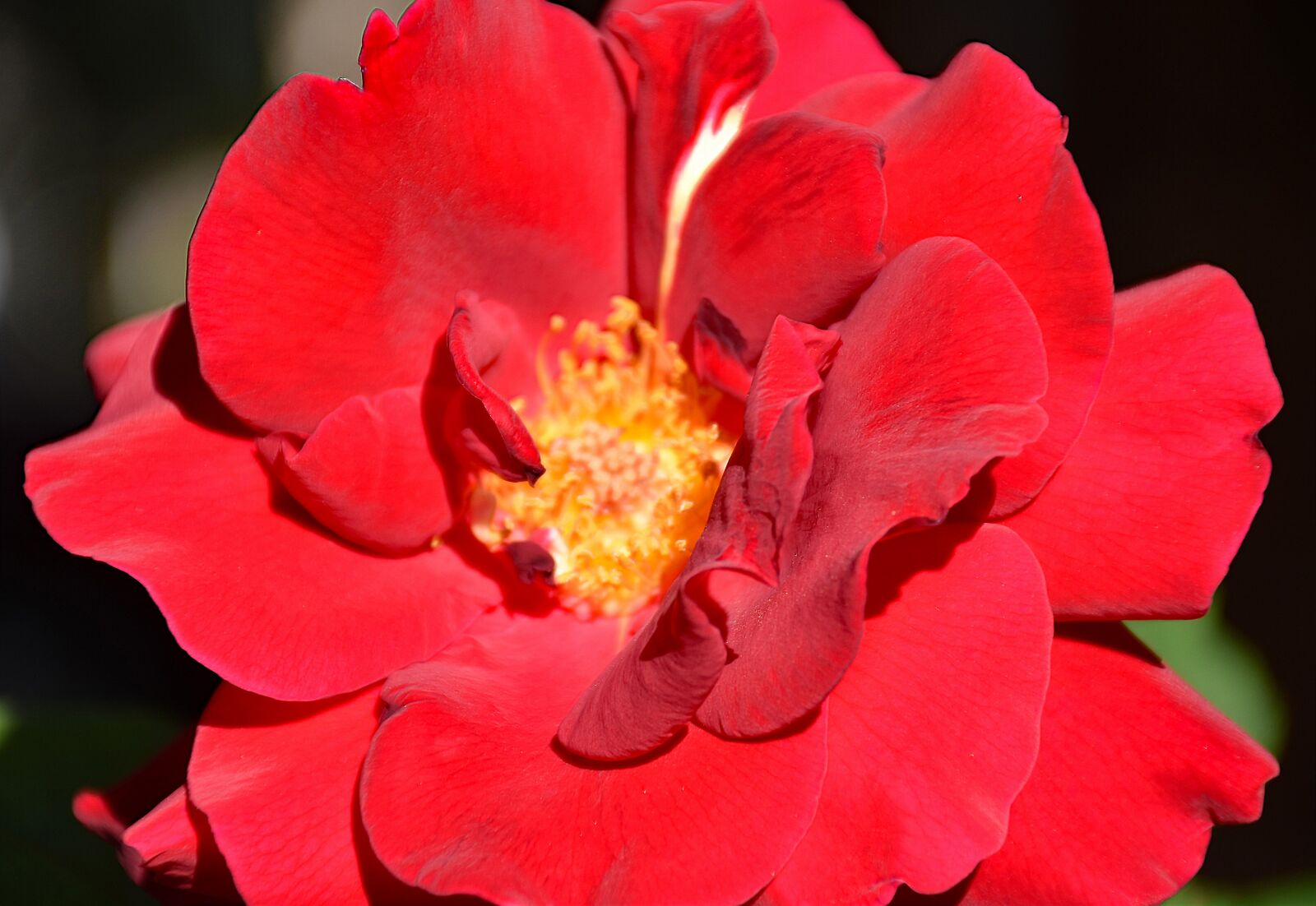 Nikon D5500 sample photo. Rose, flower, romantic photography