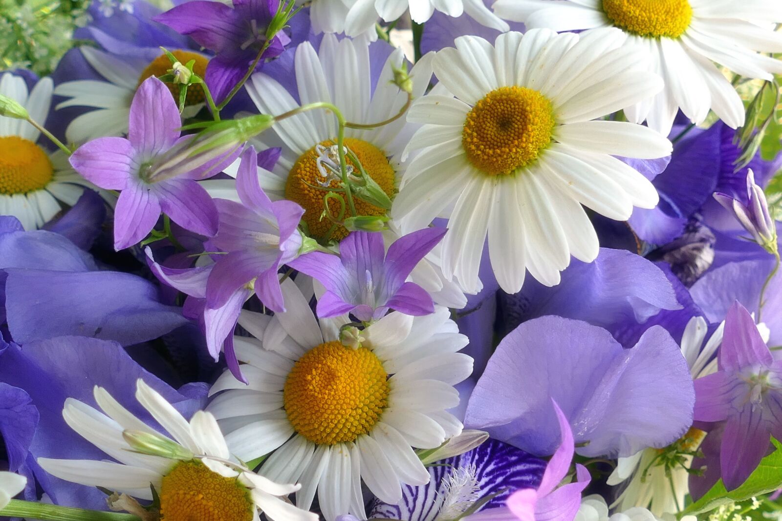 Panasonic Lumix DMC-FZ1000 sample photo. Flowers, summer, white photography