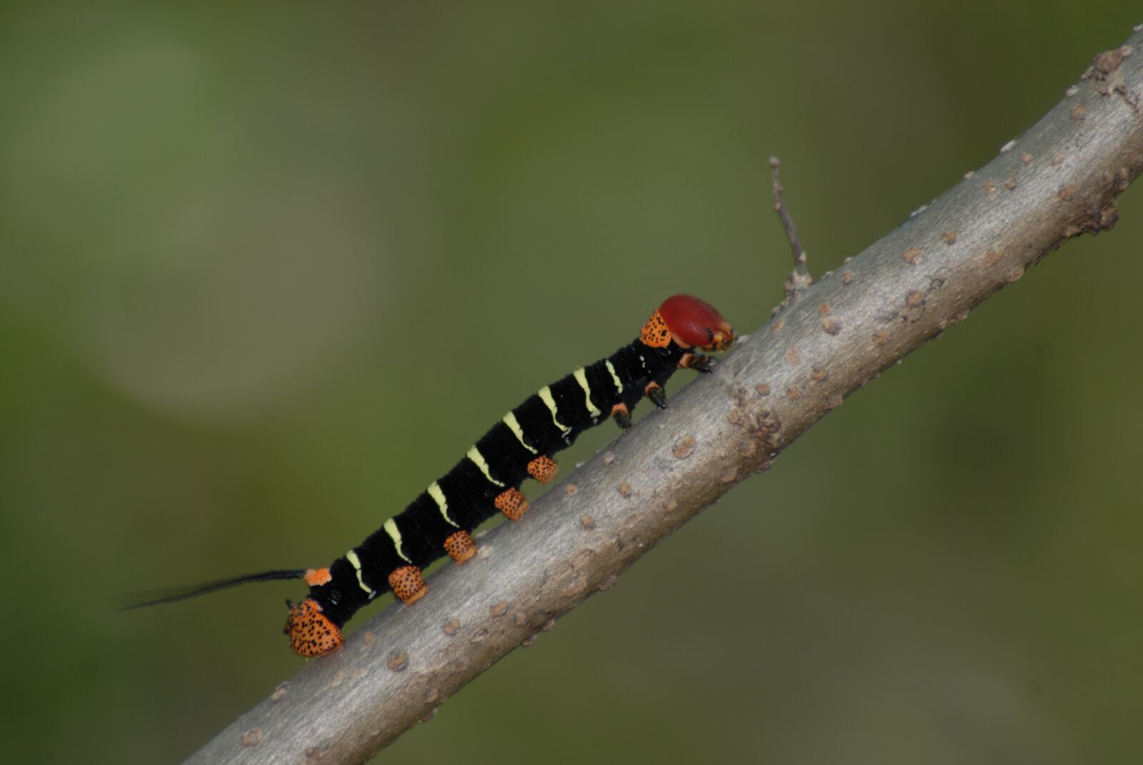 Nikon D200 sample photo. Worm, fauna, nature photography