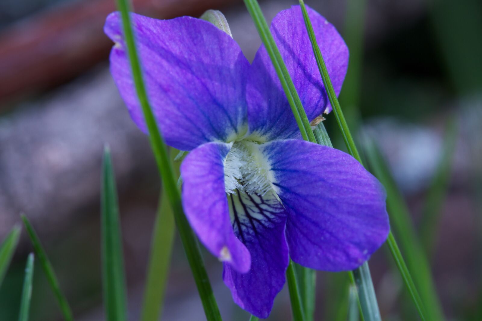 Canon EOS 7D sample photo. Floral, purple, macro photography