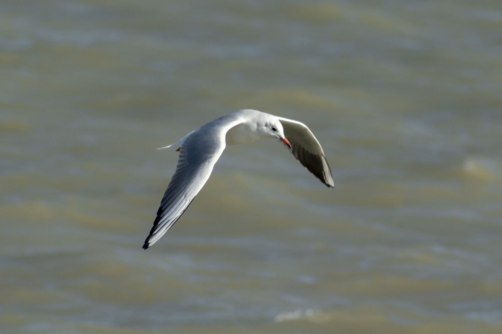 Canon EF75-300mm f/4-5.6 sample photo. Seagull, bird, water bird photography