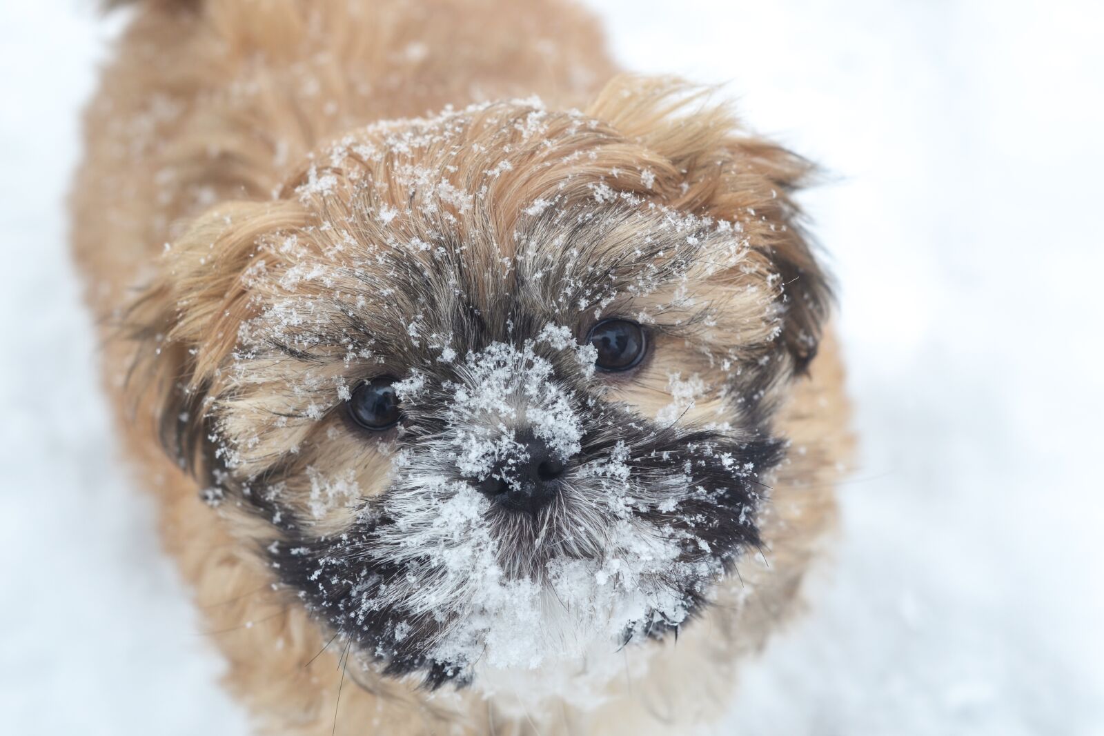 Nikon D3100 sample photo. Puppy, dog, snow photography