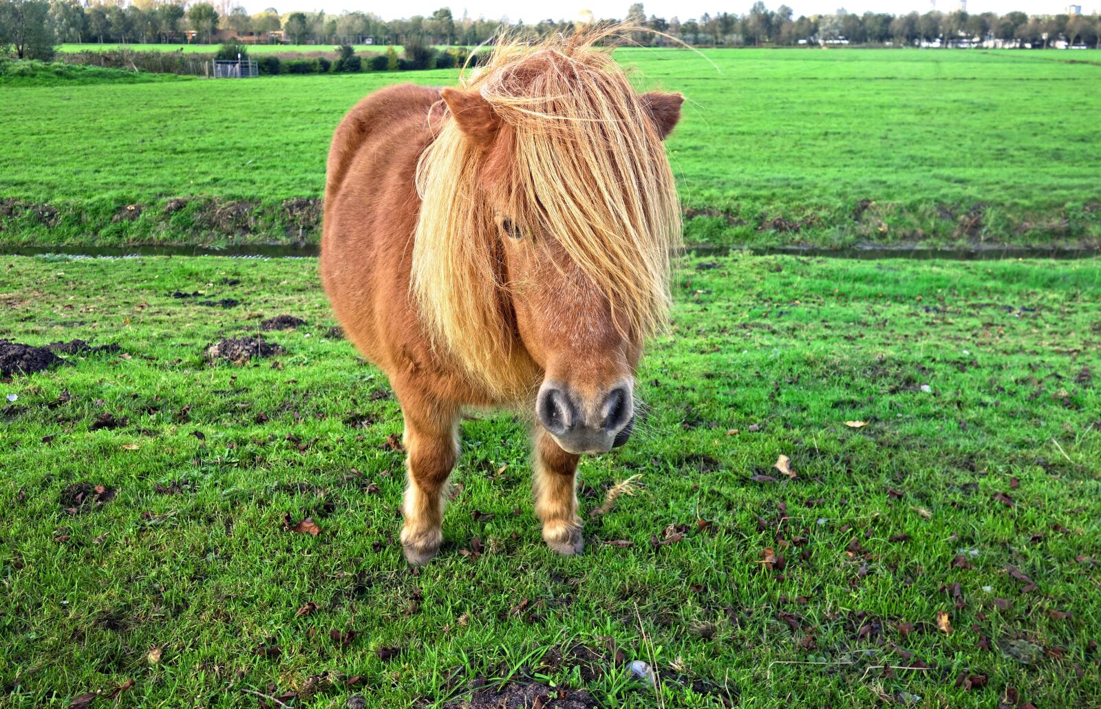 Sony Cyber-shot DSC-RX100 sample photo. Shetland pony, pony, mane photography