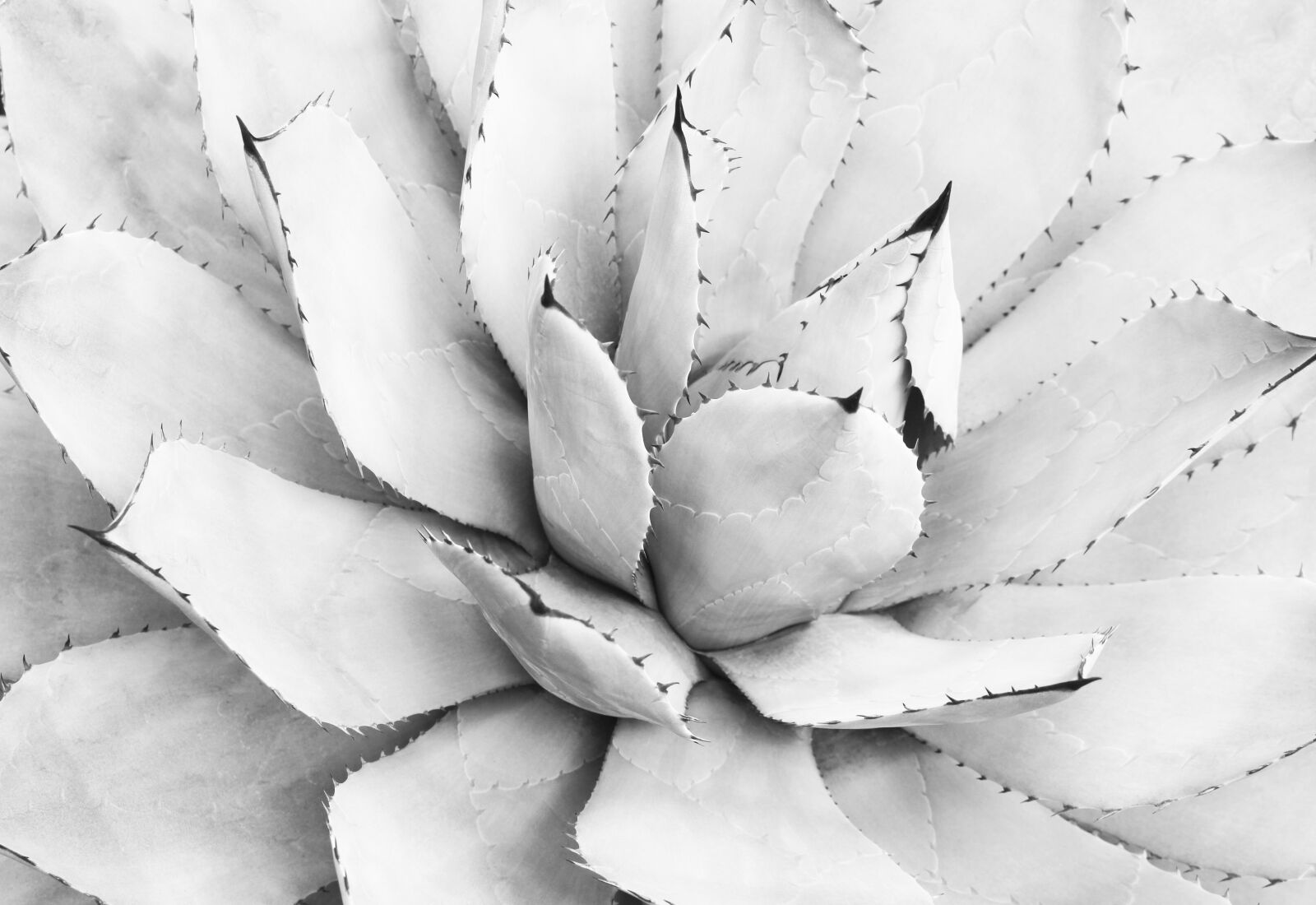 Canon EOS 700D (EOS Rebel T5i / EOS Kiss X7i) sample photo. Agave, black, and photography