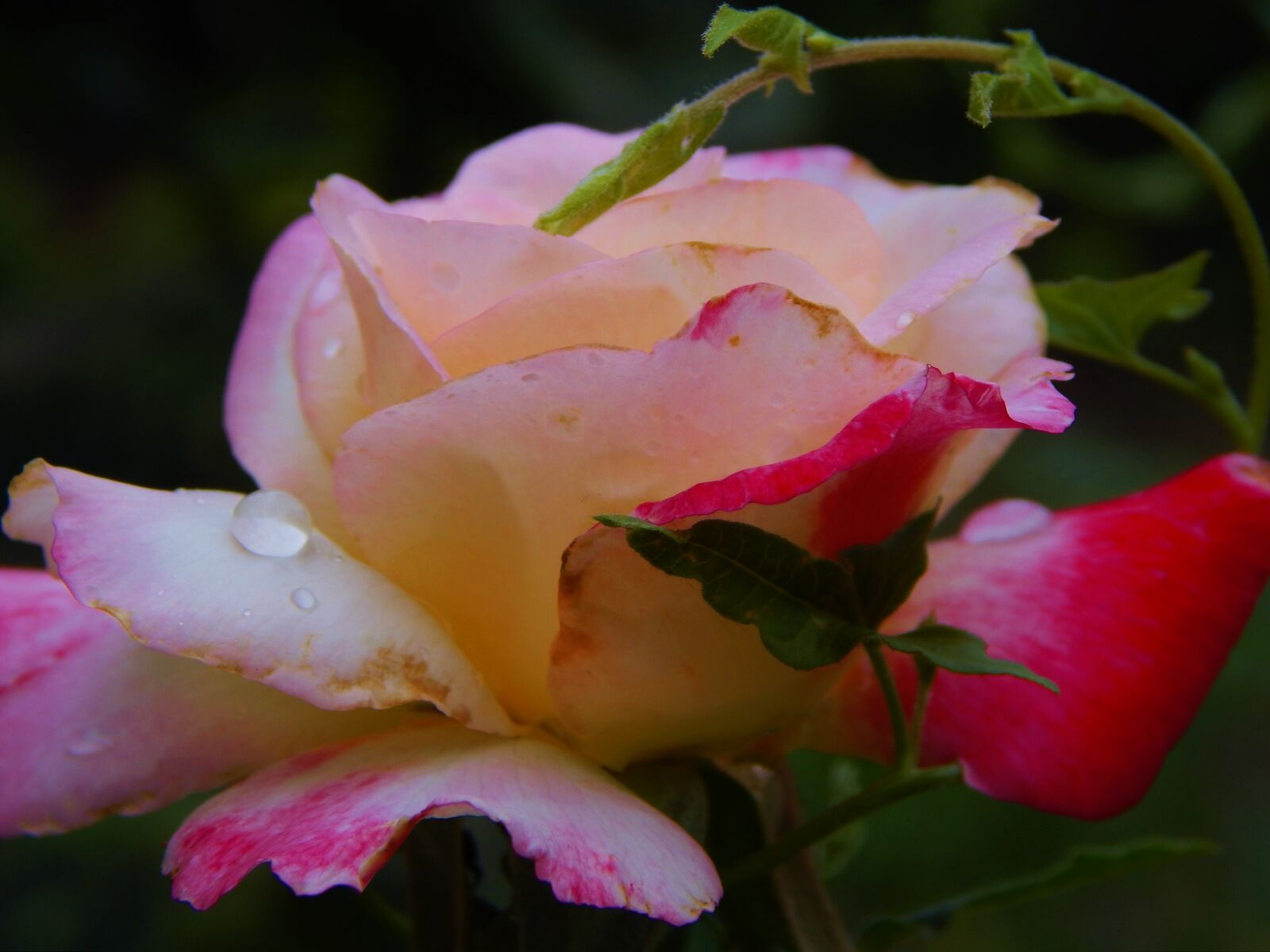 Nikon Coolpix L820 sample photo. Nature, plants, flowers photography