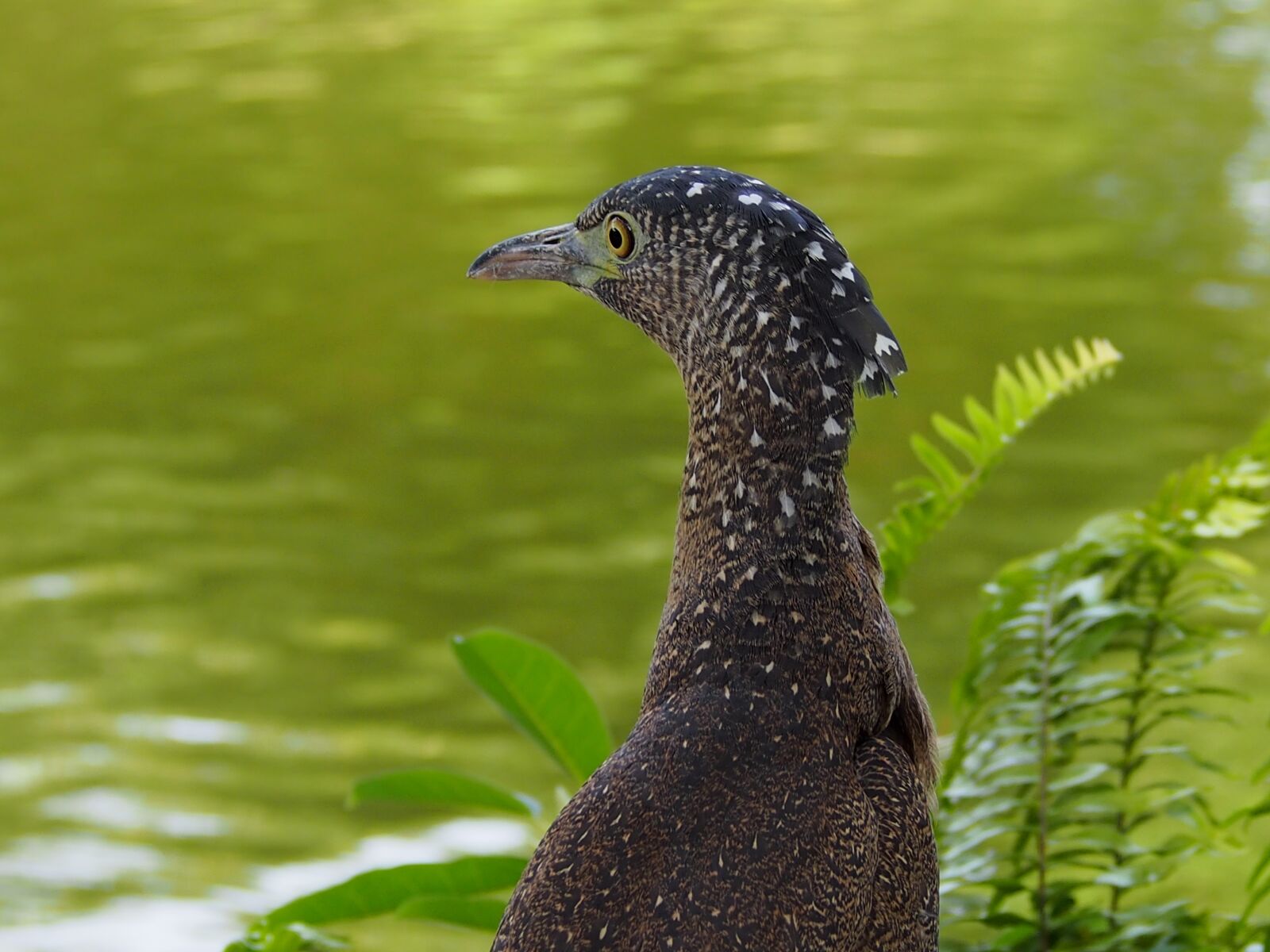 Olympus OM-D E-M5 sample photo. Night heron, waterfowl, note photography