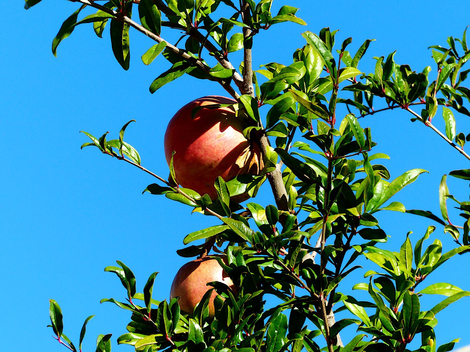 Panasonic Lumix DMC-FZ200 sample photo. Fruit, grenades, costs photography