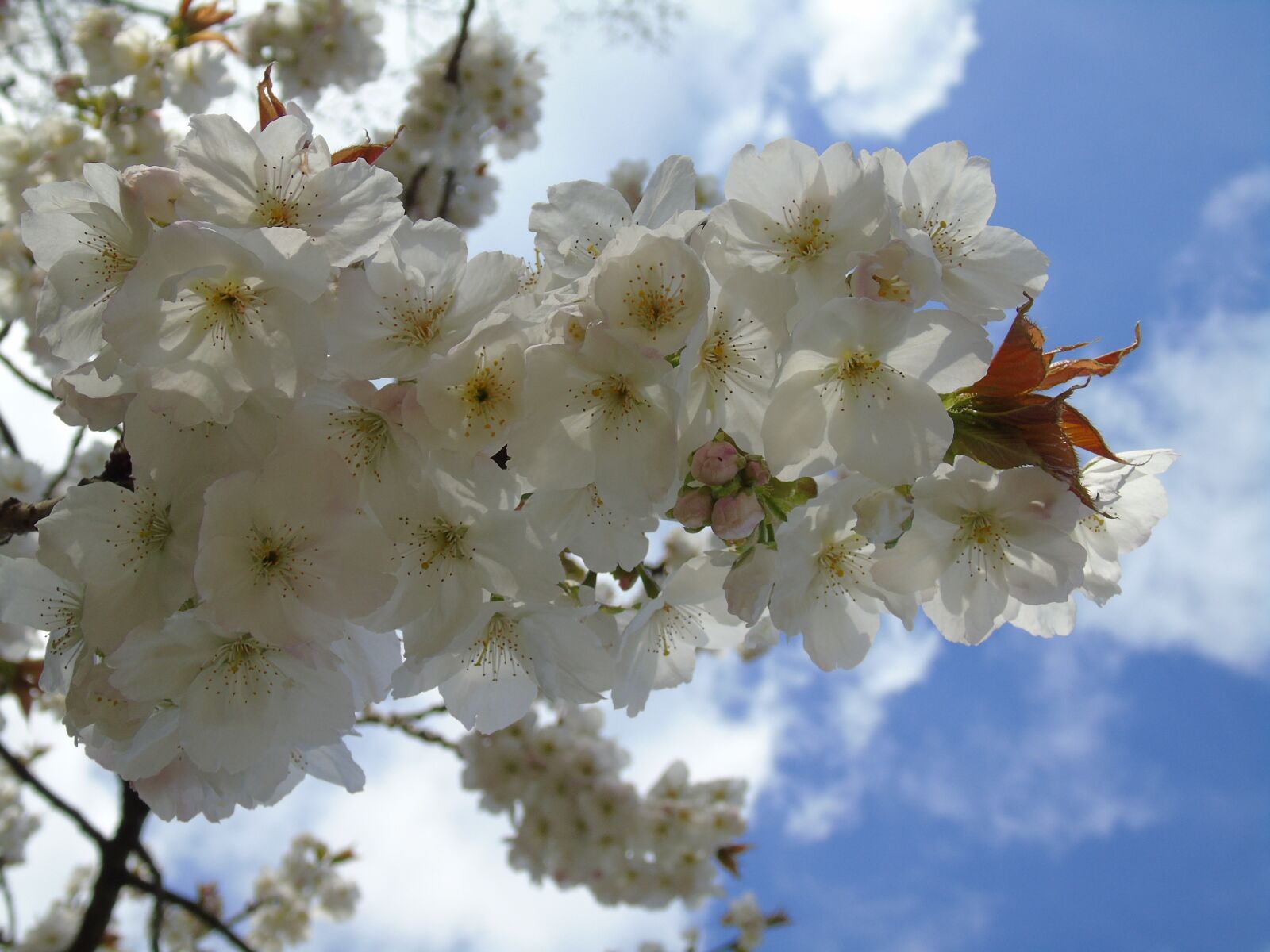 Sony Cyber-shot DSC-H400 sample photo. Flower, cherry, branch photography