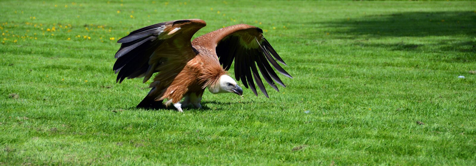 Nikon D5200 sample photo. Vulture, bird, scavengers photography