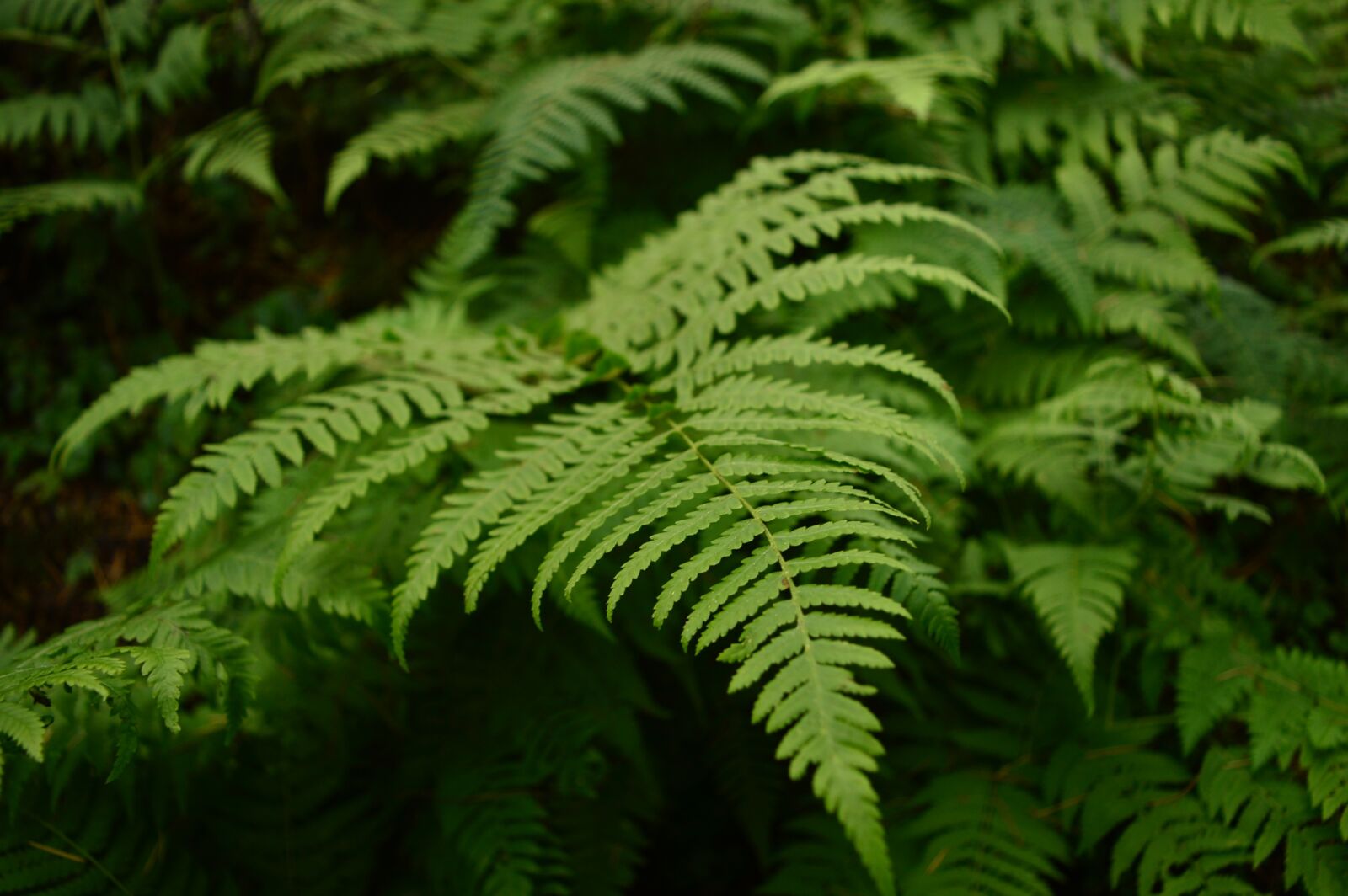 Nikon D3200 sample photo. Fern, leaves, green photography