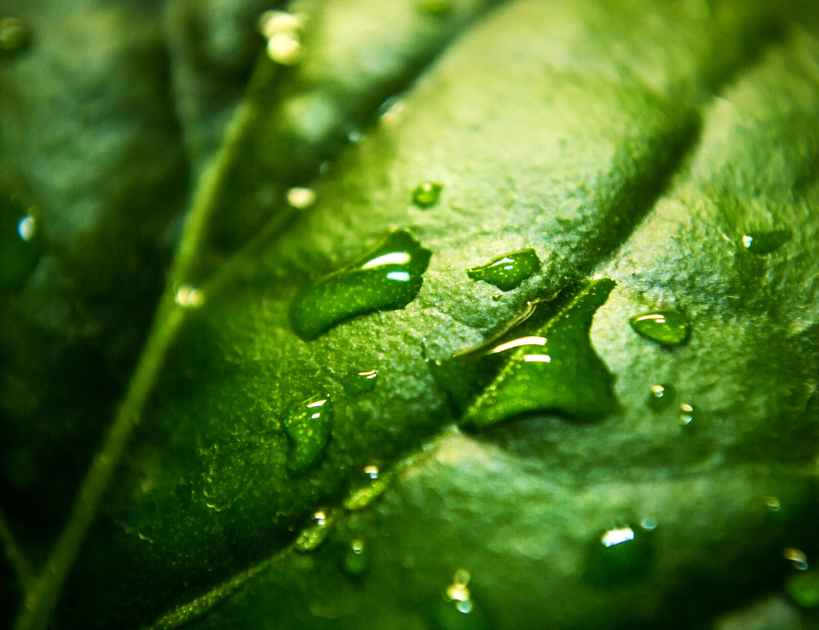Nikon D3200 sample photo. Leaf, leaves, raindrops, drop photography