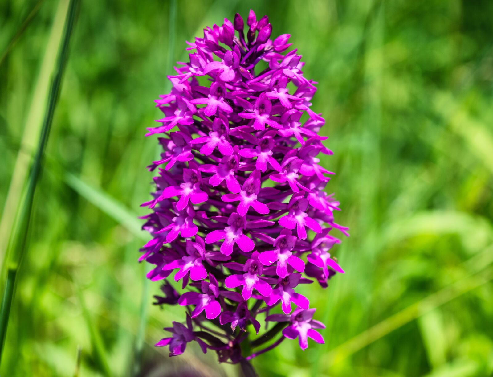 Nikon D3300 sample photo. Orchid, flower, wild orchid photography