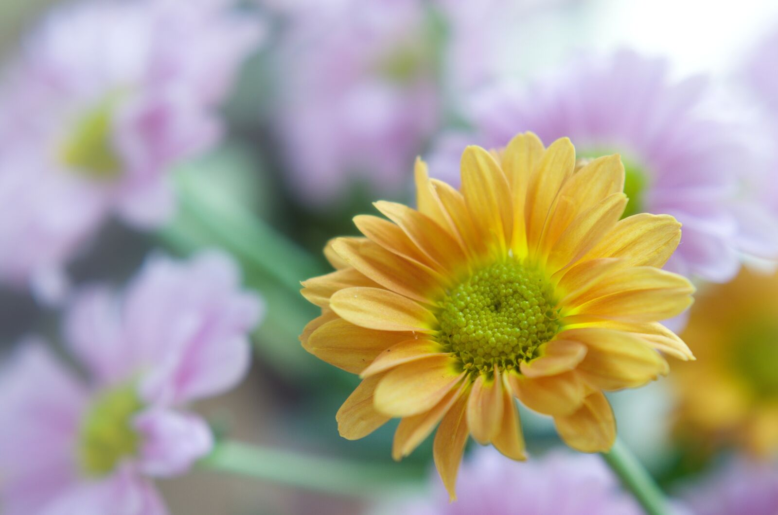 Nikon D7000 sample photo. Chrysantéma, flower, beautiful photography