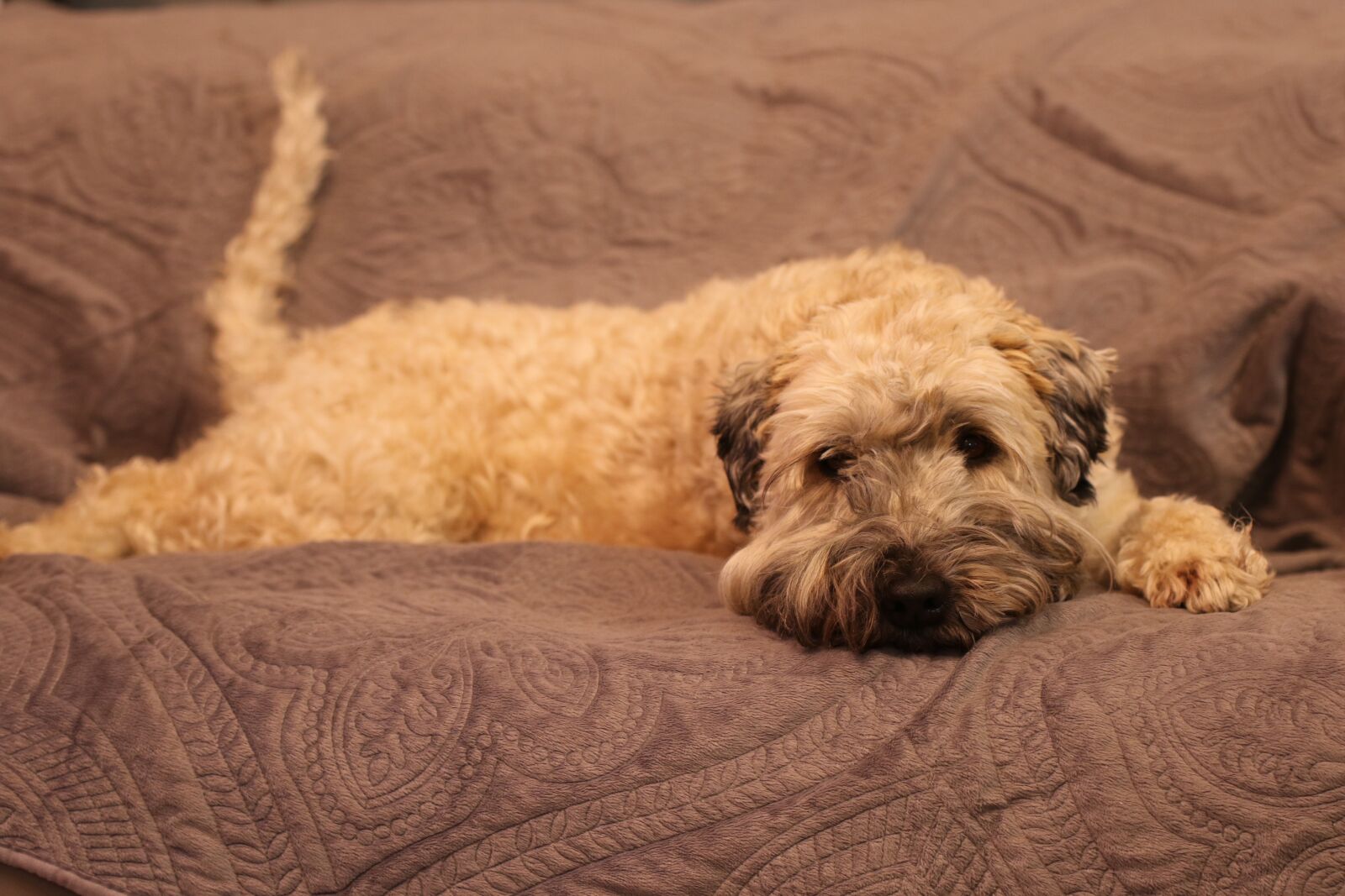Canon EOS 7D Mark II sample photo. Dog, sofa, portrait photography