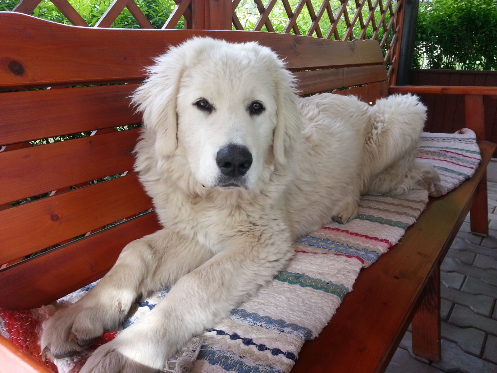 Samsung Galaxy S3 sample photo. Dog, white dog, lying photography