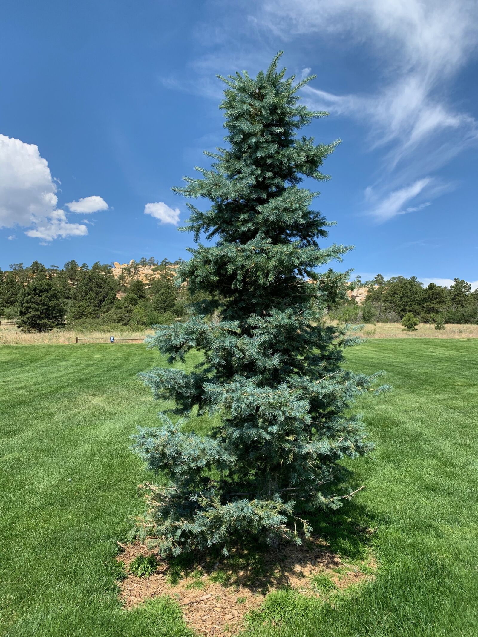 iPhone XS back dual camera 4.25mm f/1.8 sample photo. One, evergreen, tree photography