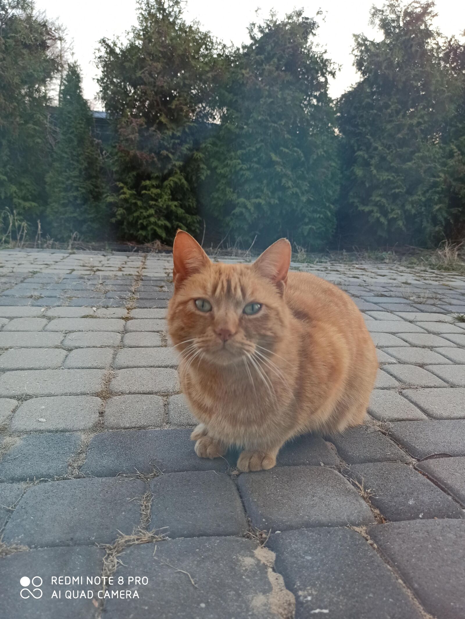 Xiaomi Redmi Note 8 Pro sample photo. Red cat, kitten, cute photography
