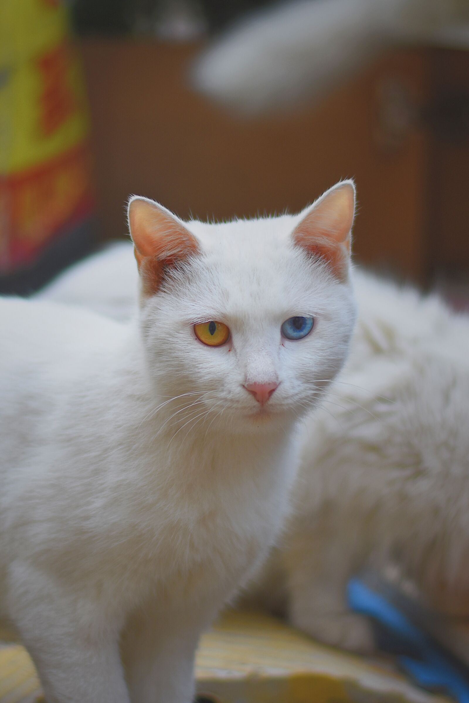 Nikon D7200 sample photo. Cat, blue, yellow photography