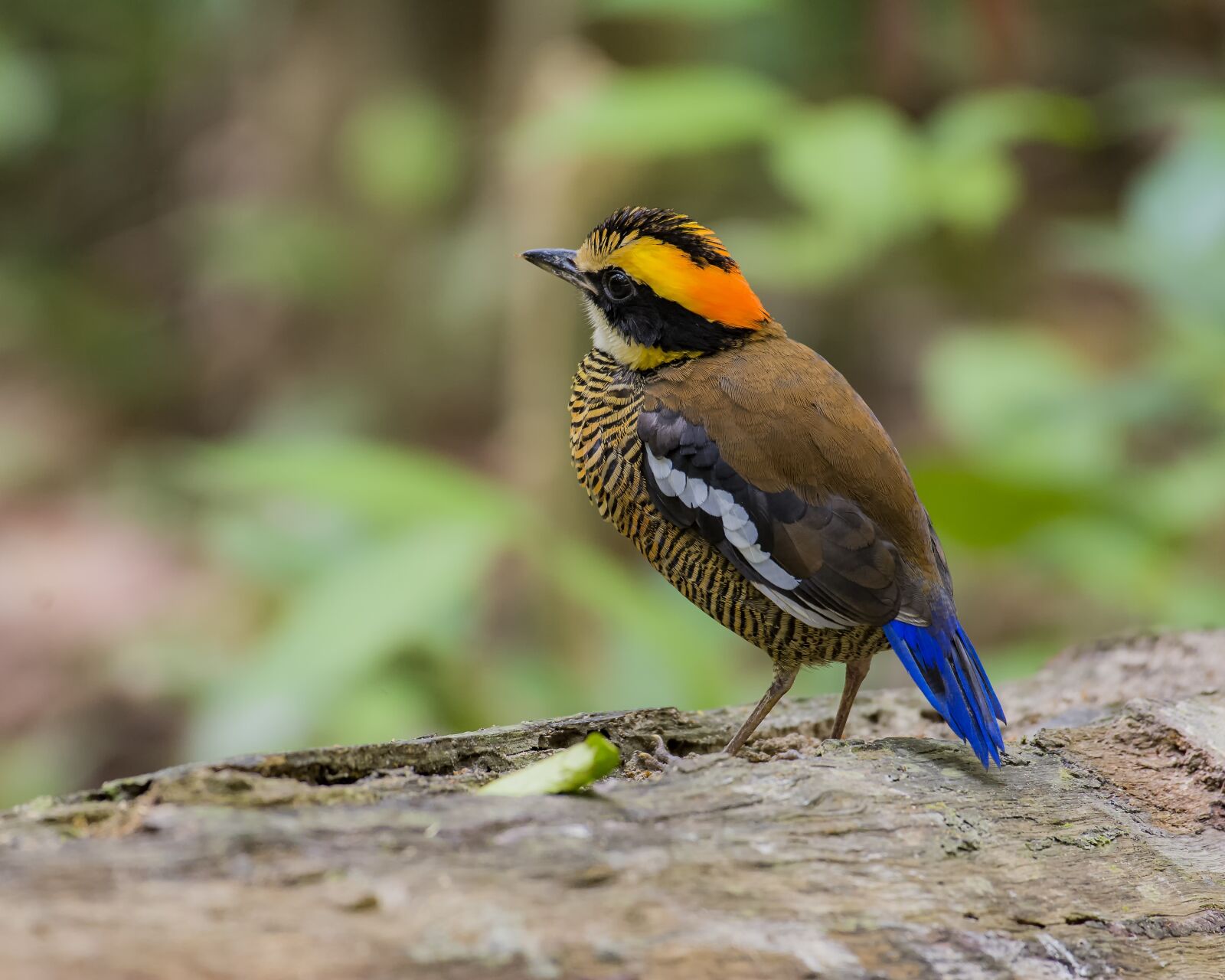 Nikon D7100 sample photo. Bird, malaysia birds, eight photography