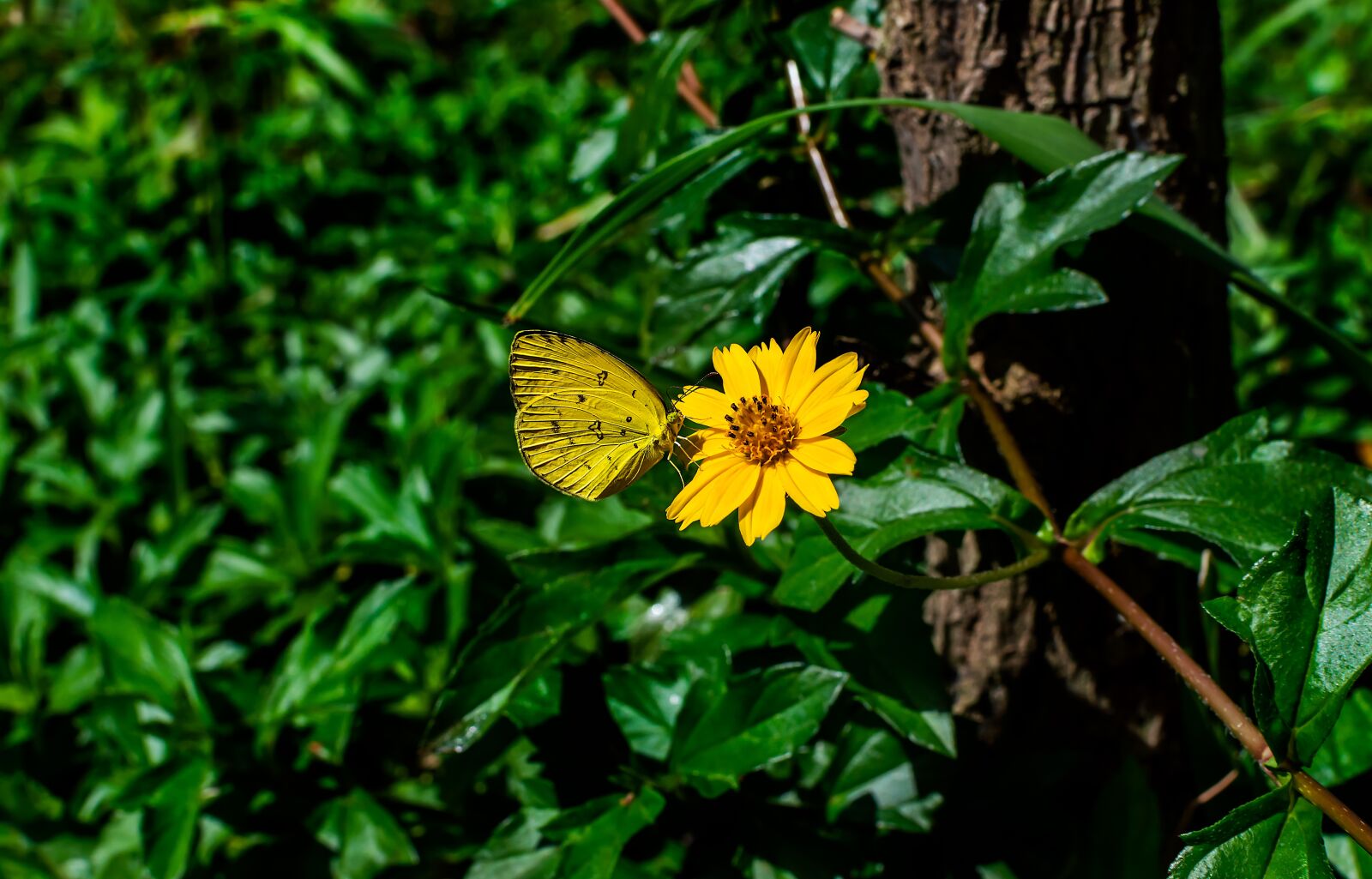 Nikon D3200 sample photo. Sphagneticola trilobata, flower, yellow photography