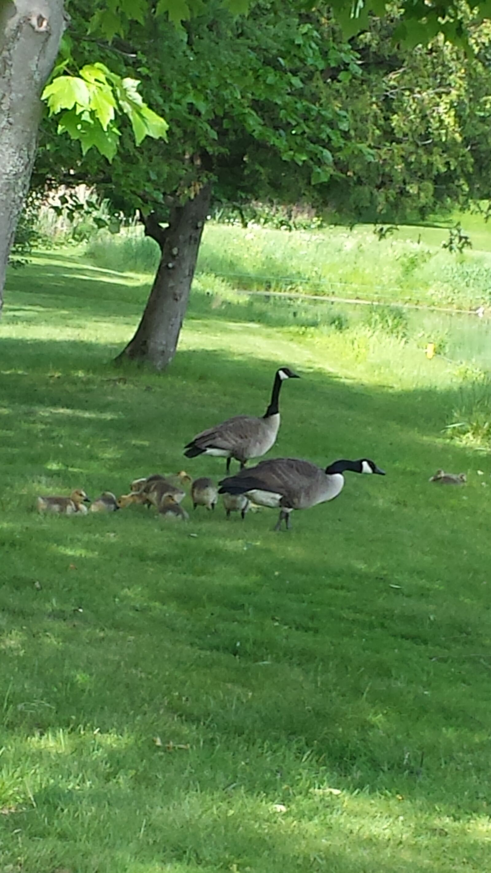 Samsung Galaxy S4 sample photo. Ducks, landscape, bebe photography