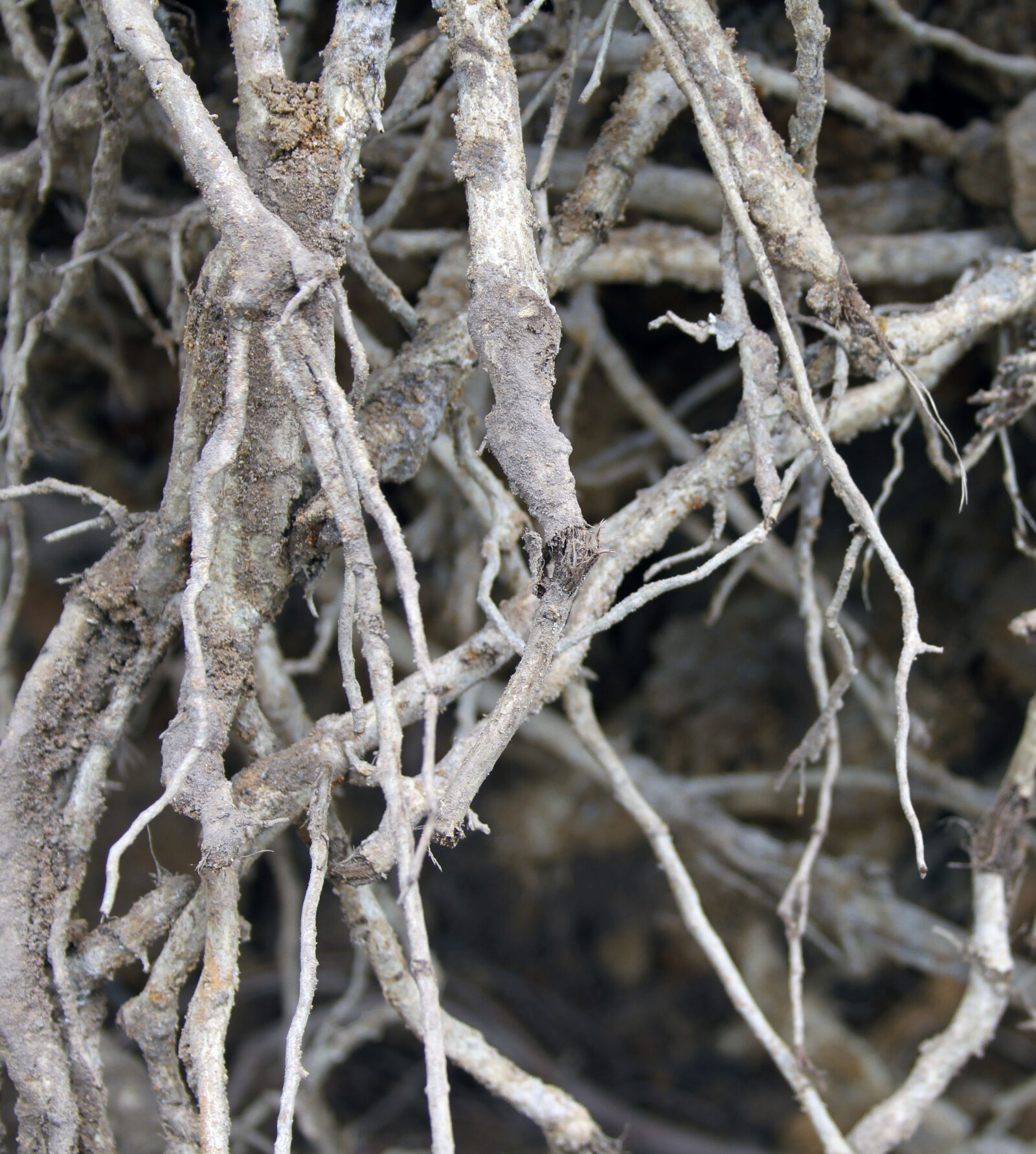Canon EF 28-135mm F3.5-5.6 IS USM sample photo. Roots photography