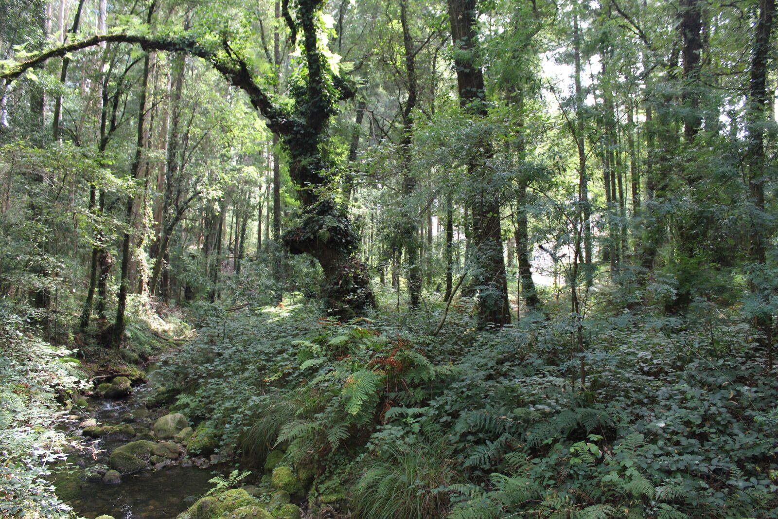 Canon EOS 1300D (EOS Rebel T6 / EOS Kiss X80) sample photo. Bosque, vigo, forest photography