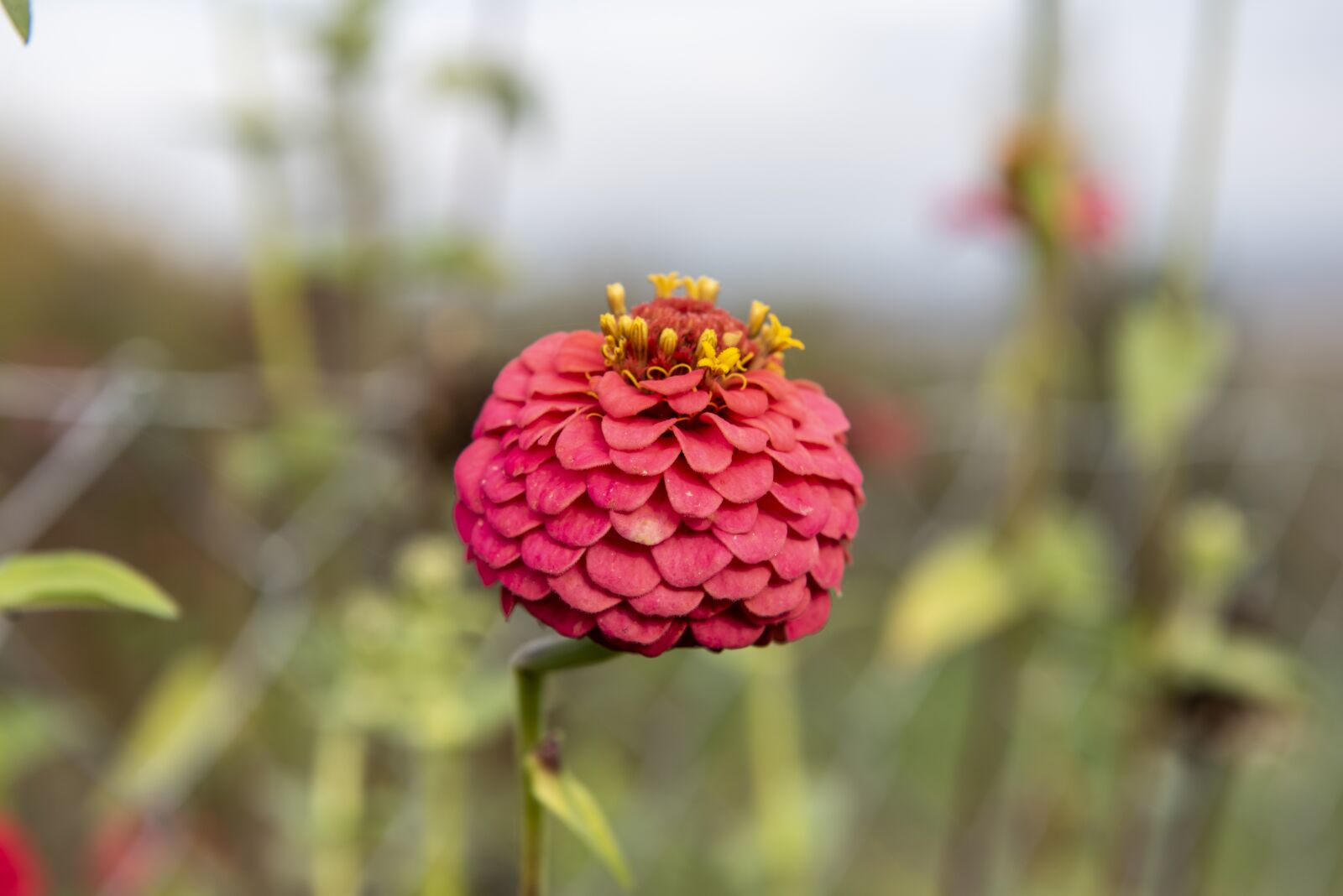Nikon D750 sample photo. Flowers, green, nature photography