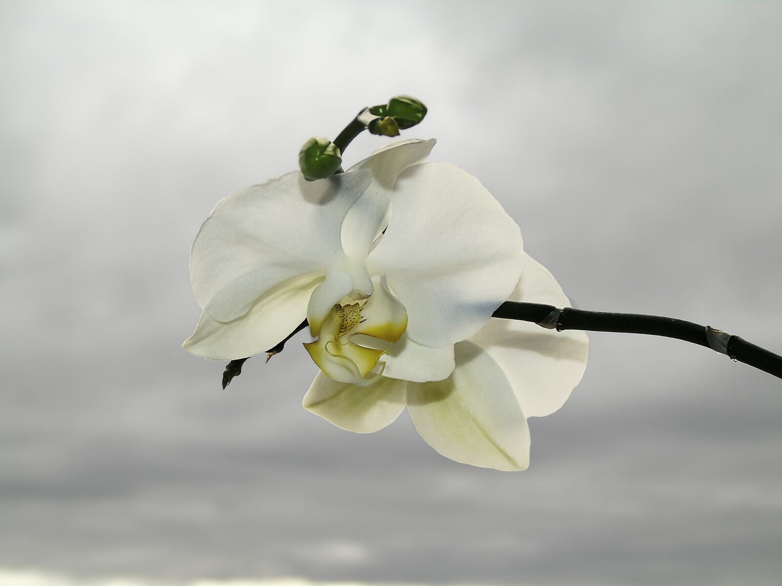 Sony Cyber-shot DSC-H400 sample photo. Orchid, white, flower photography