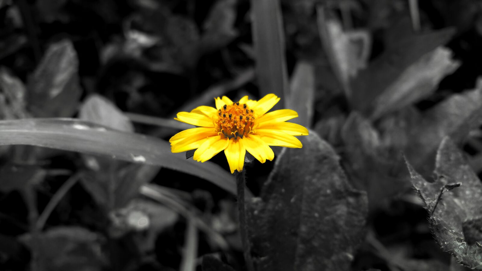 Samsung Galaxy Note4 sample photo. Wildflower, yellow, nature photography