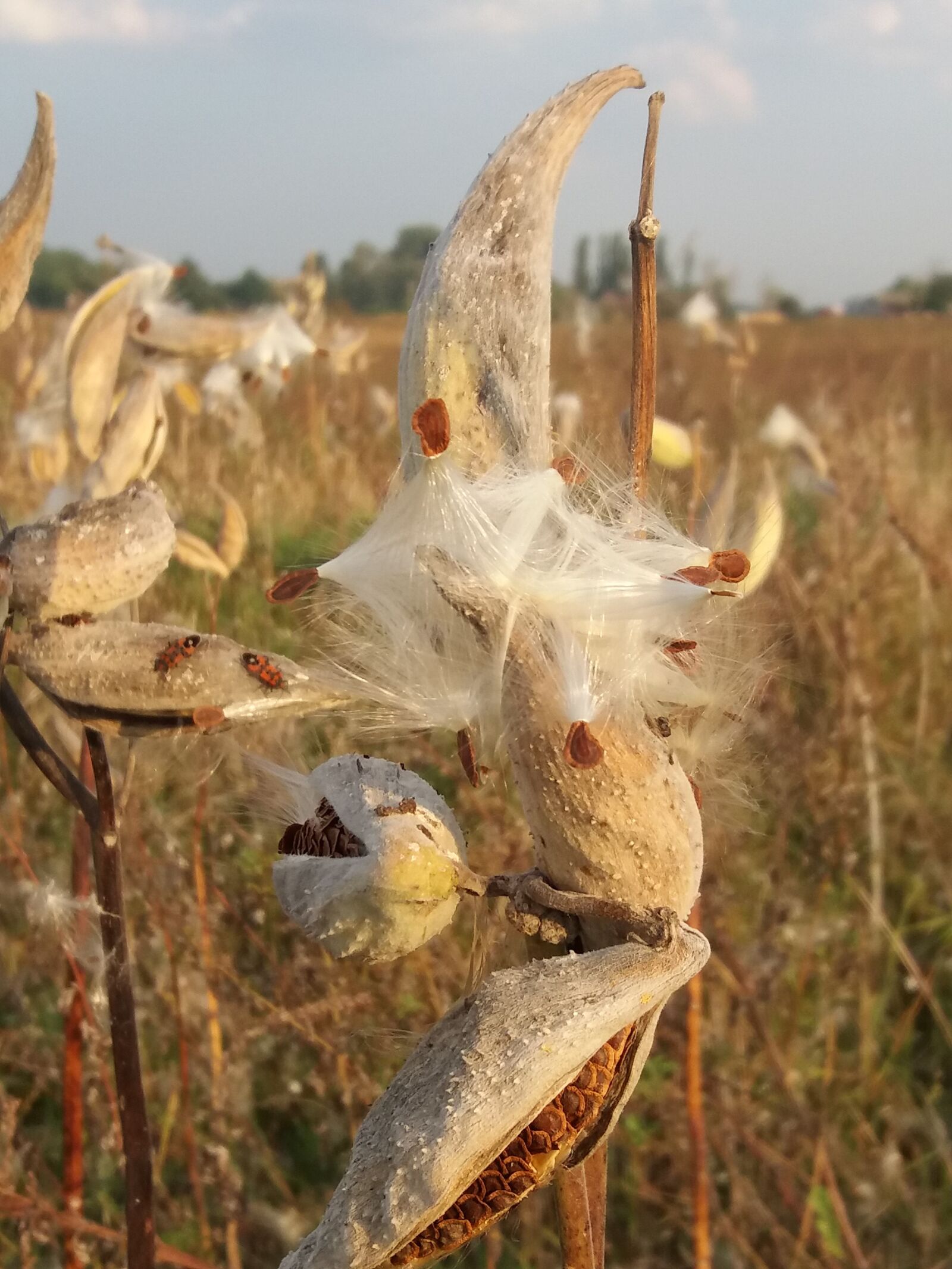 Samsung Galaxy J5(2016) sample photo. Pollen, nature, weeds photography
