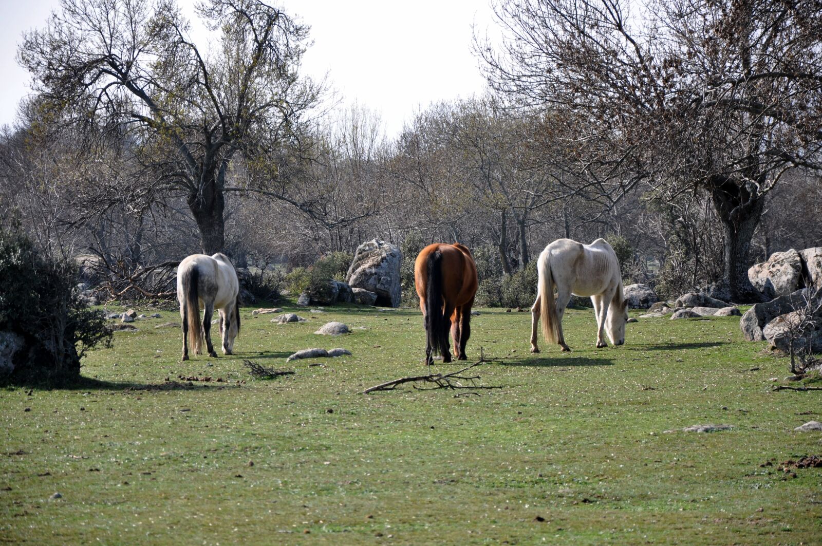 Nikon D90 sample photo. Horses, farm, animal photography