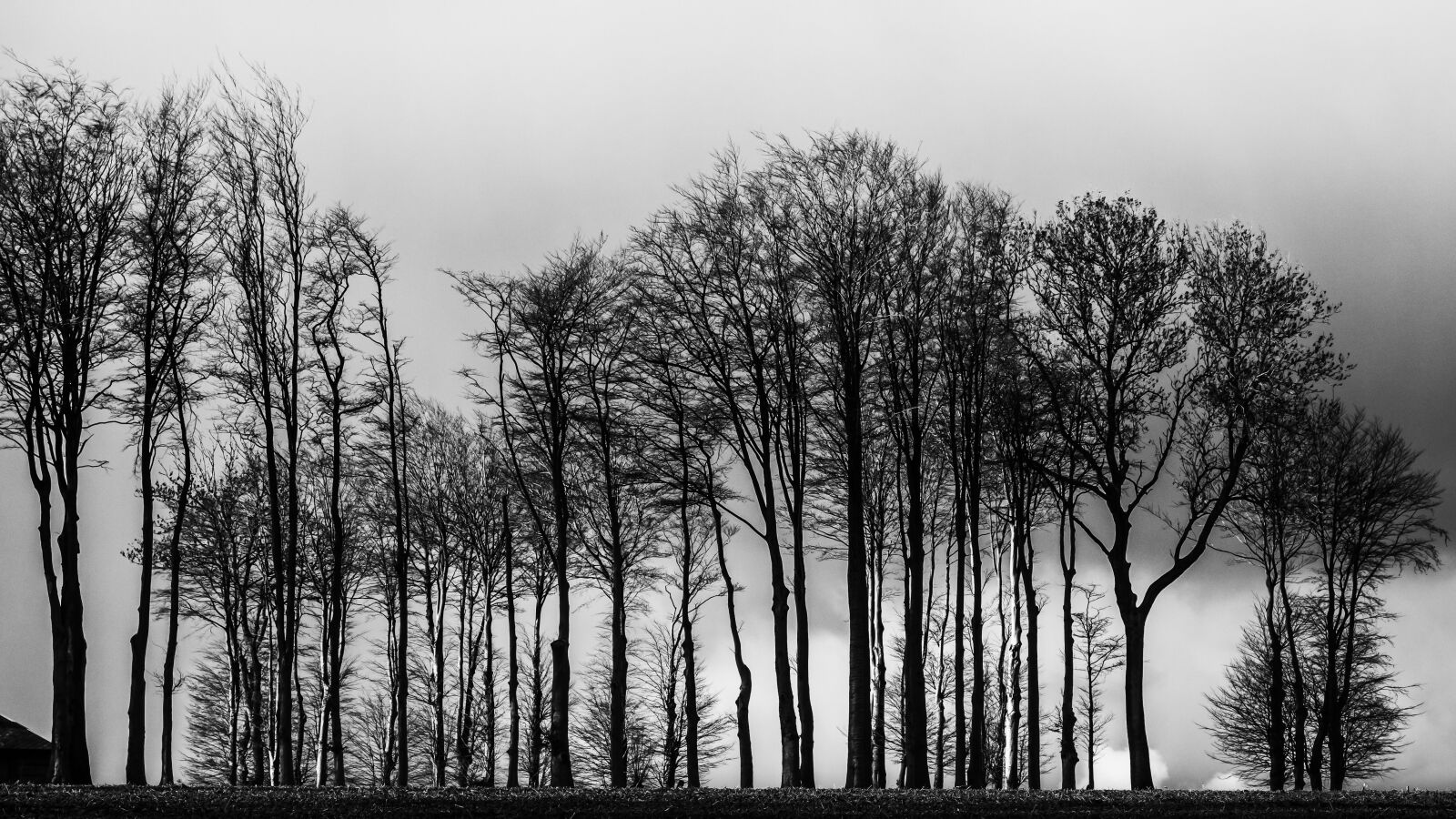 Sony Cyber-shot DSC-RX100 sample photo. Dramatic, black and white photography