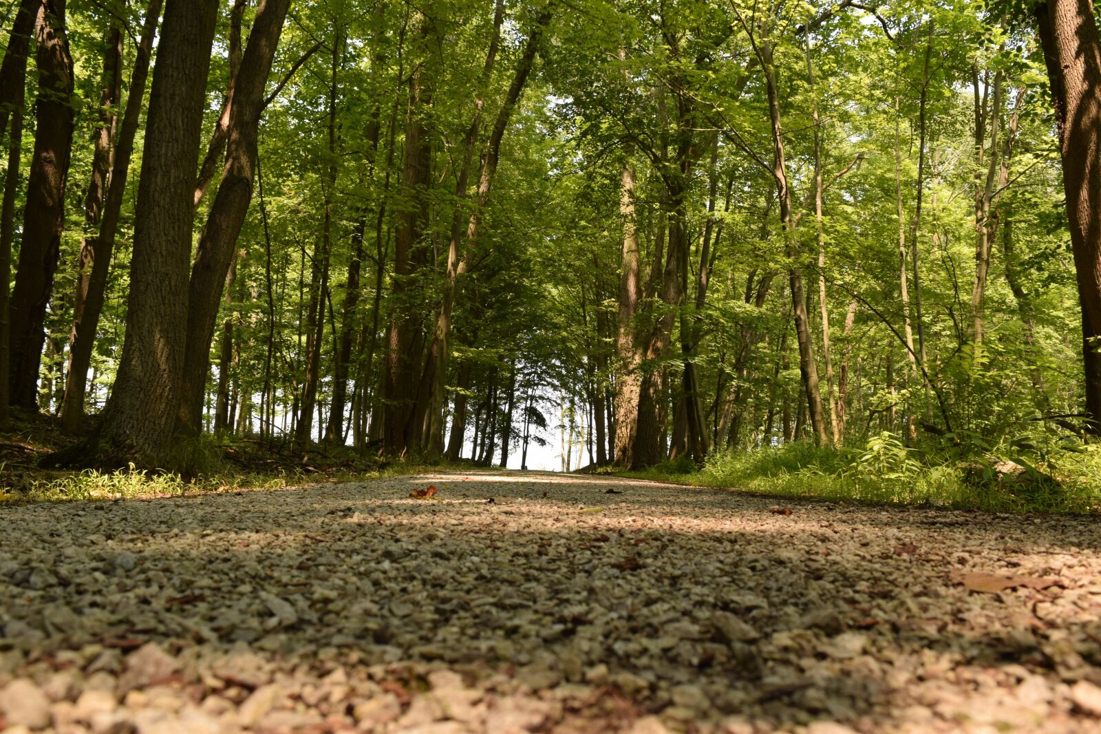 Nikon D3300 sample photo. Ohio, forest, woods photography