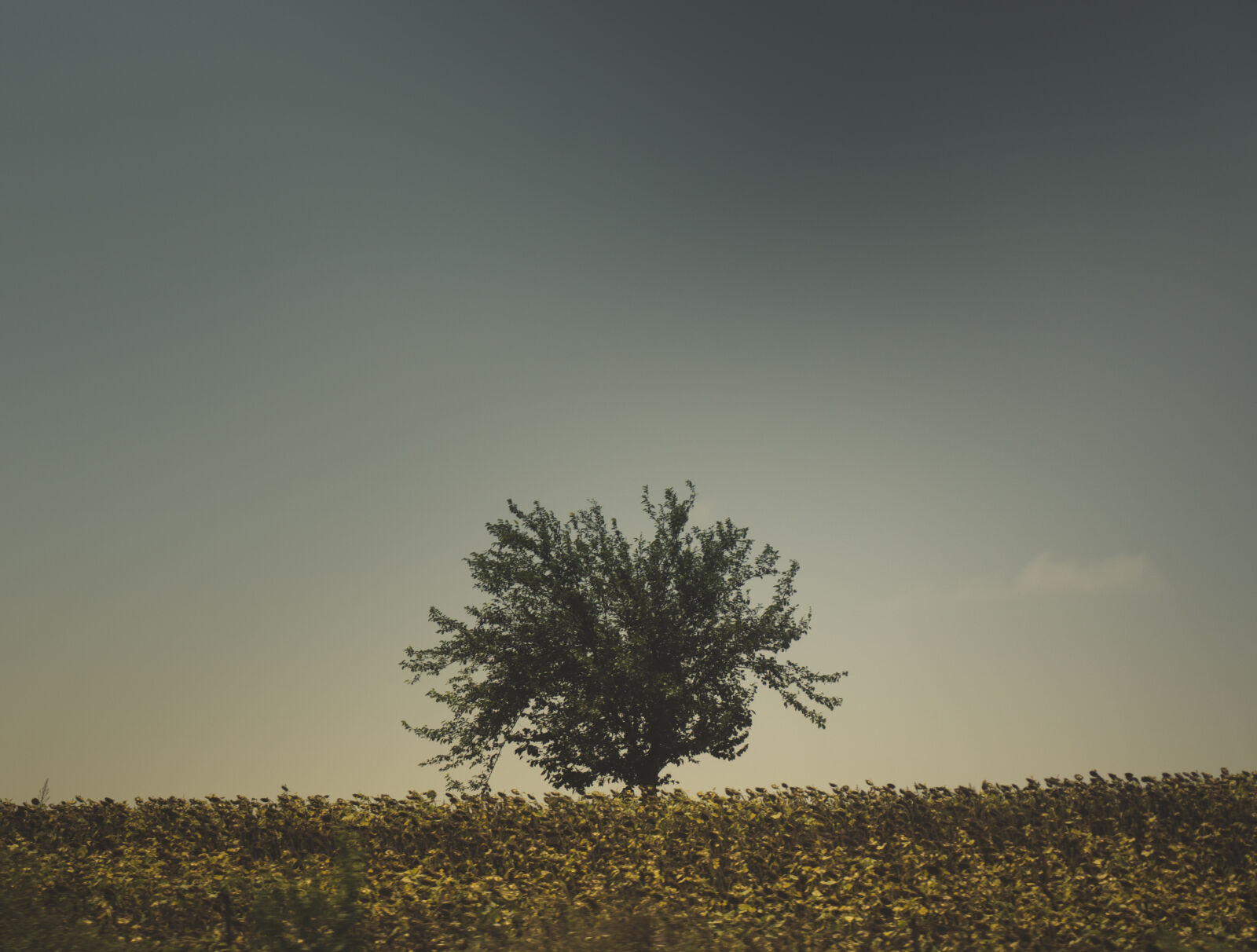 Sony a6000 sample photo. Abstract, landscape, love, nature photography
