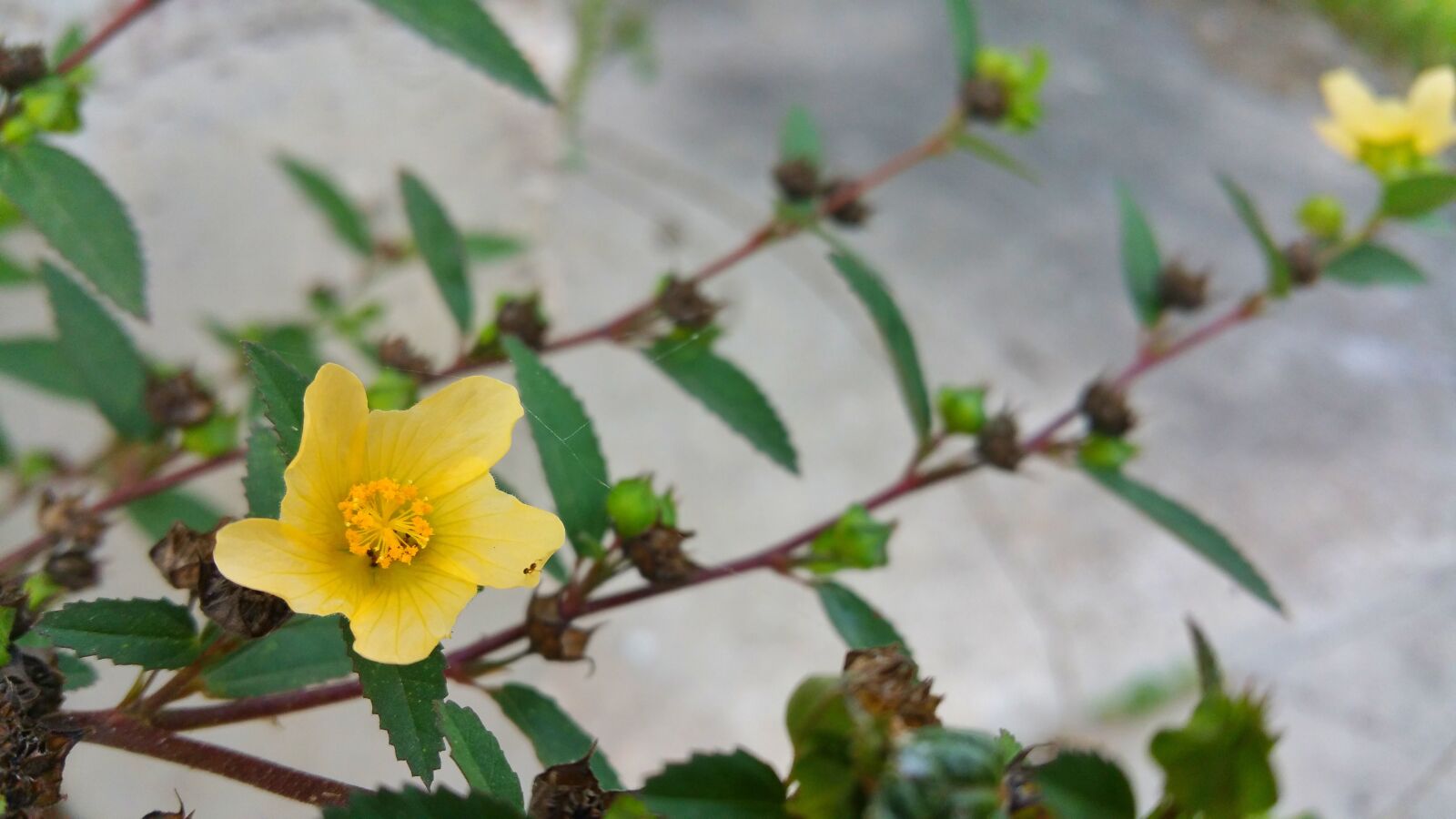Samsung Galaxy Note4 sample photo. Wild, flower, yellow photography